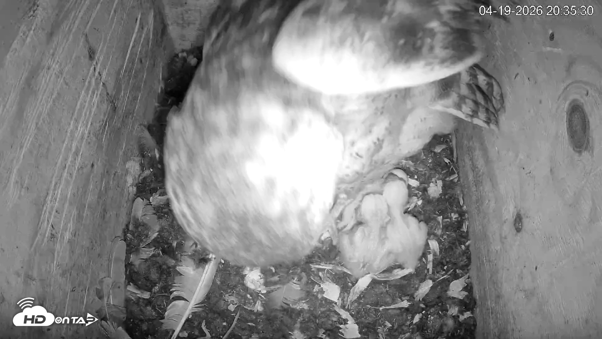 Snapshot of North Carolina Barn Owls Live Cam taken Apr 19, 2026, 8:36pm EDT