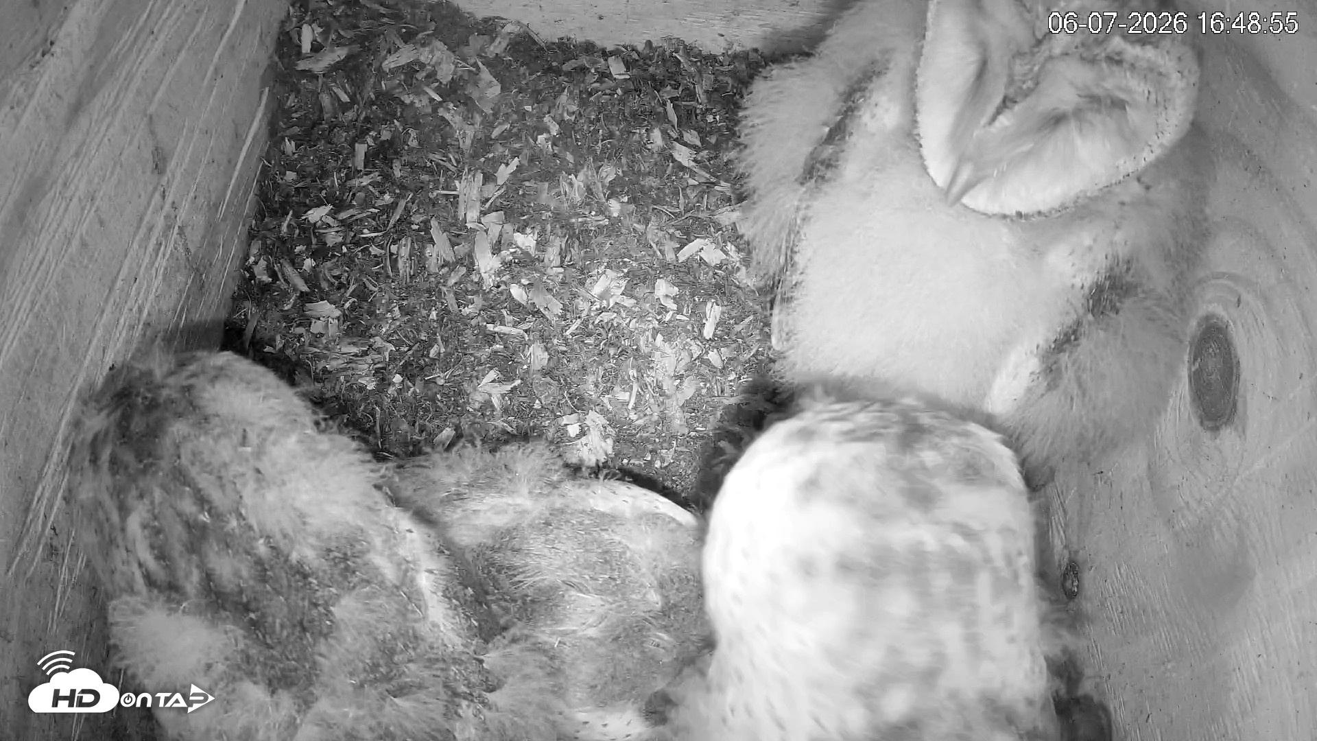 Snapshot of North Carolina Barn Owls Live Cam taken Jun 7, 2026, 4:49pm EDT