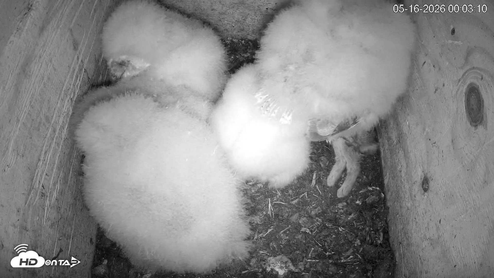Snapshot of North Carolina Barn Owls Live Cam taken May 16, 2026, 12:05am EDT
