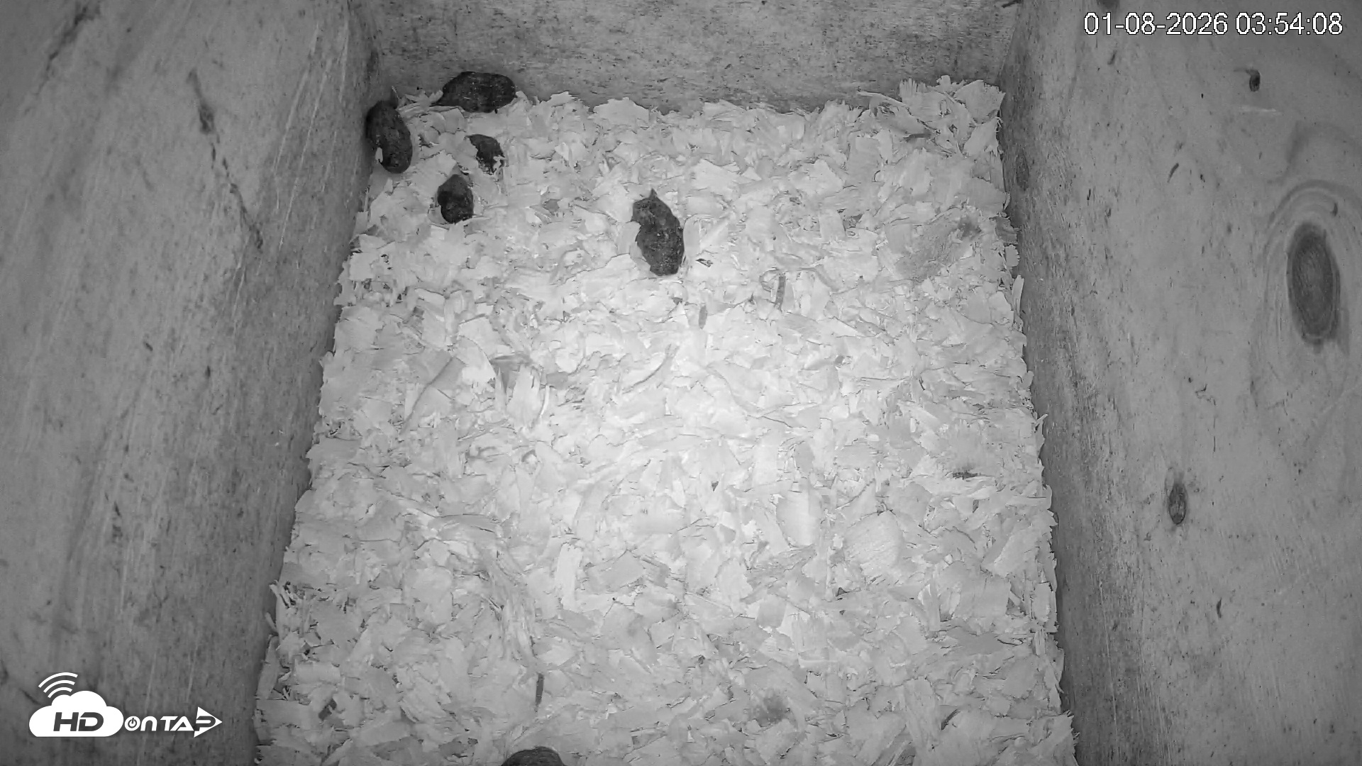 Snapshot of North Carolina Barn Owls Live Cam taken Jan 8, 2026, 3:54am EST