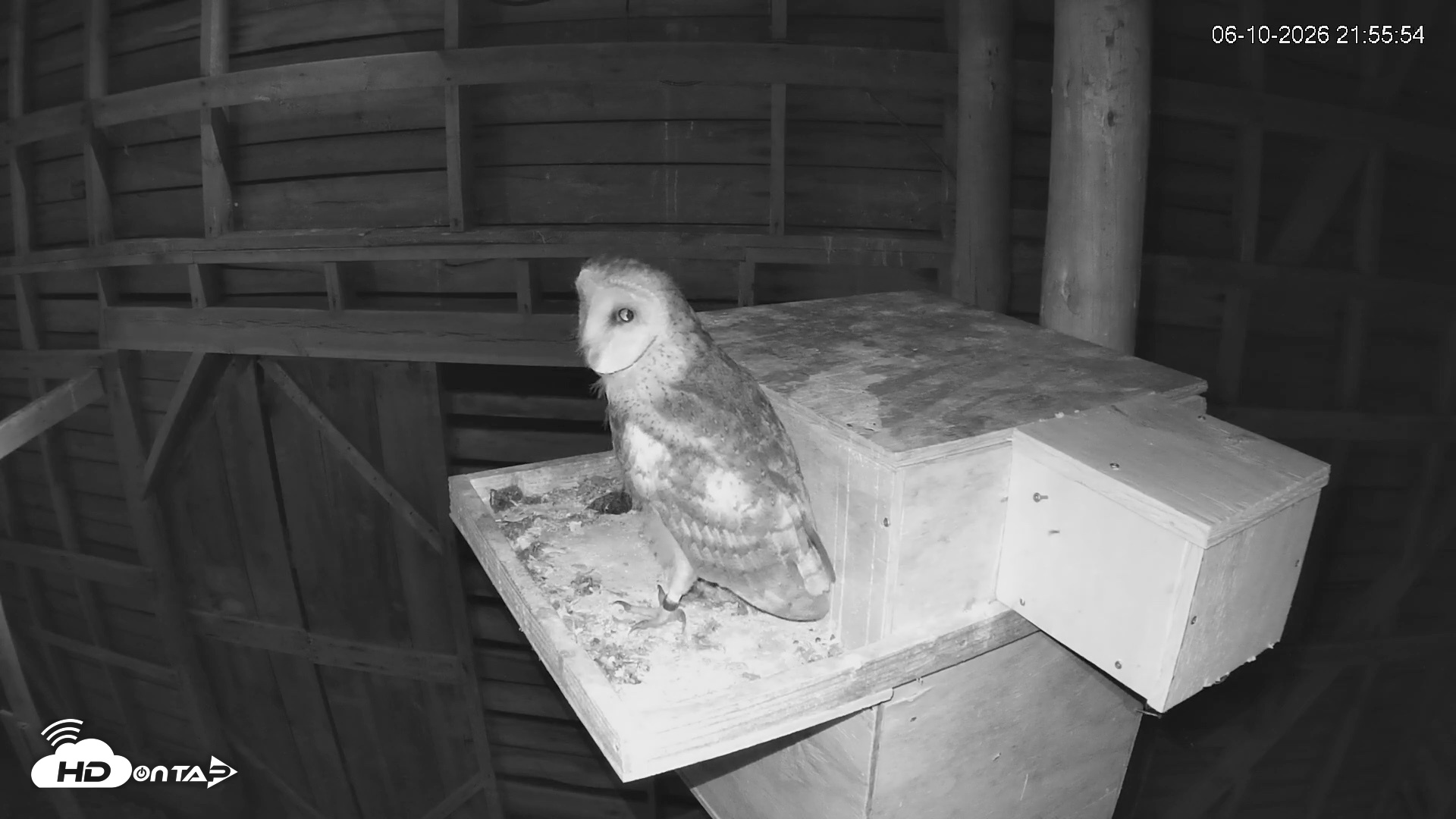Snapshot of North Carolina Barn Owls Live Cam taken Jun 10, 2026, 9:56pm EDT