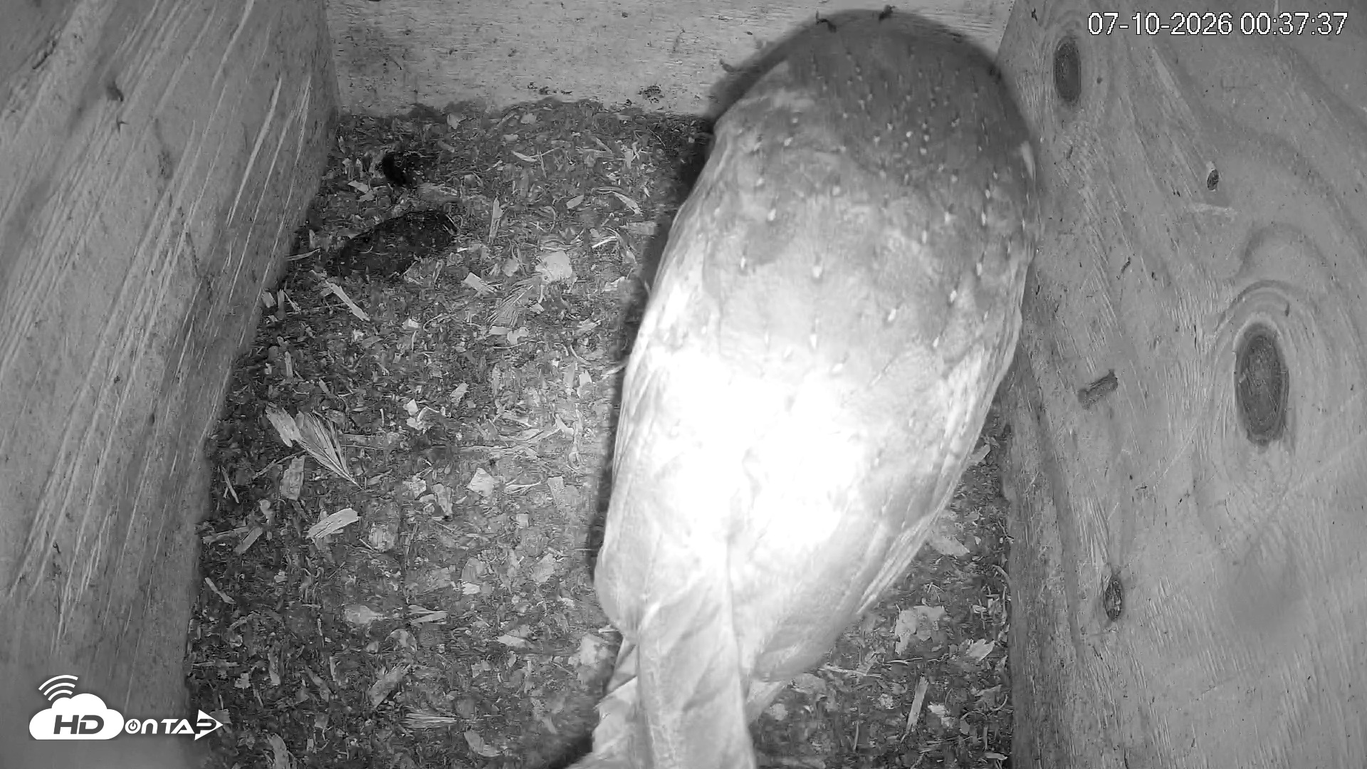 Snapshot of North Carolina Barn Owls Live Cam taken Jul 10, 2026, 12:38am EDT