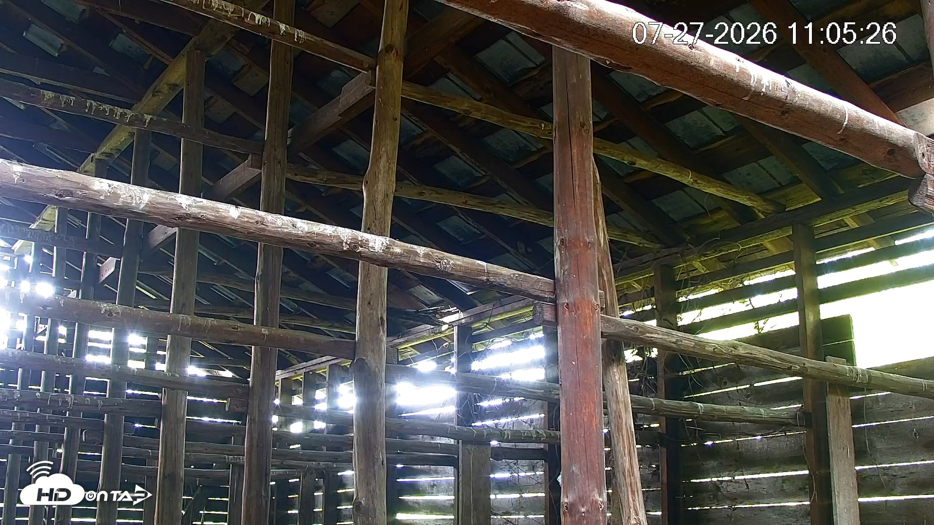 Snapshot of North Carolina Barn Owls Live Cam taken Jul 27, 2026, 11:06am EDT