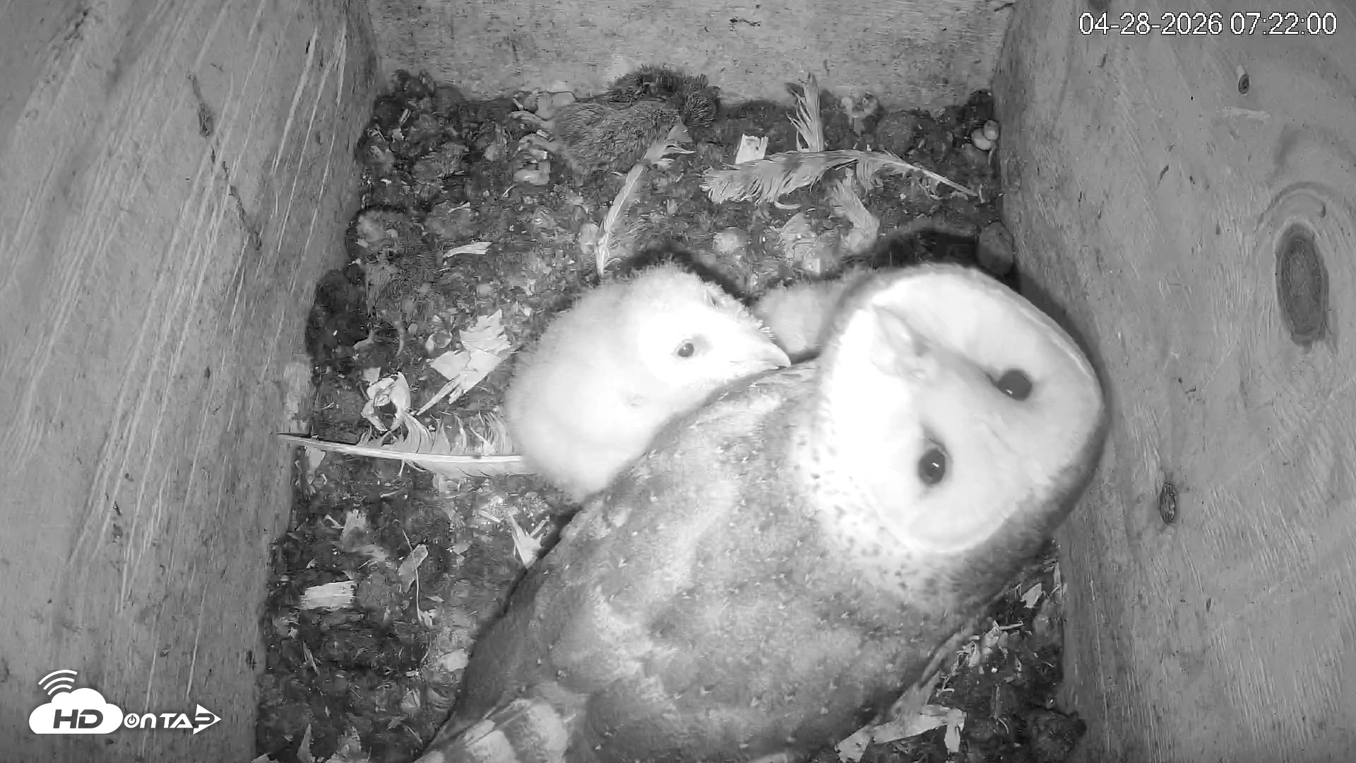 Snapshot of North Carolina Barn Owls Live Cam taken Apr 28, 2026, 7:23am EDT