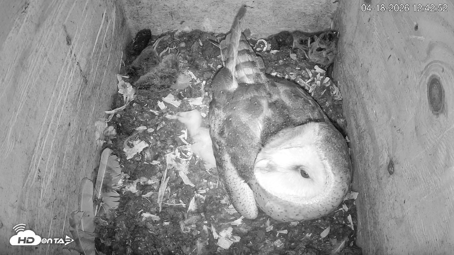 Snapshot of North Carolina Barn Owls Live Cam taken Apr 18, 2026, 12:43pm EDT