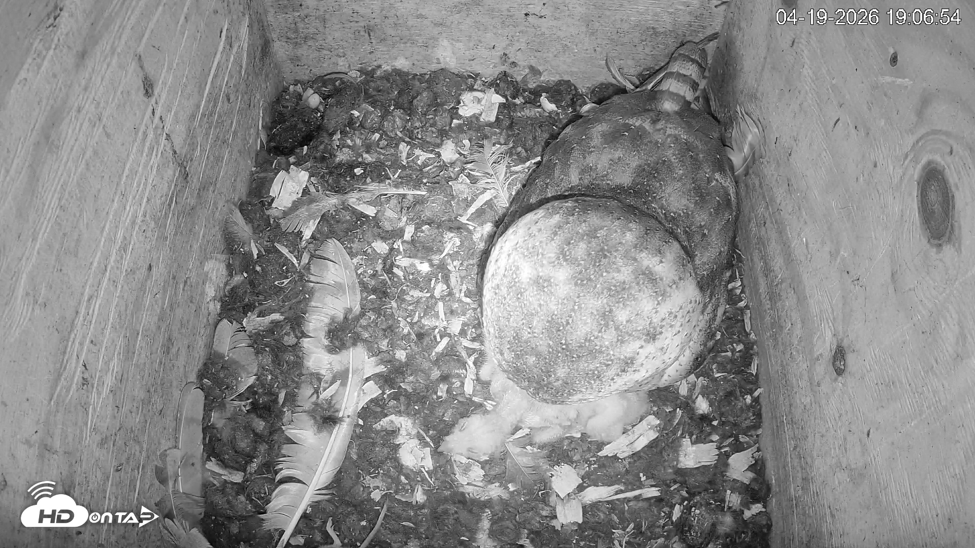 Snapshot of North Carolina Barn Owls Live Cam taken Apr 19, 2026, 7:07pm EDT