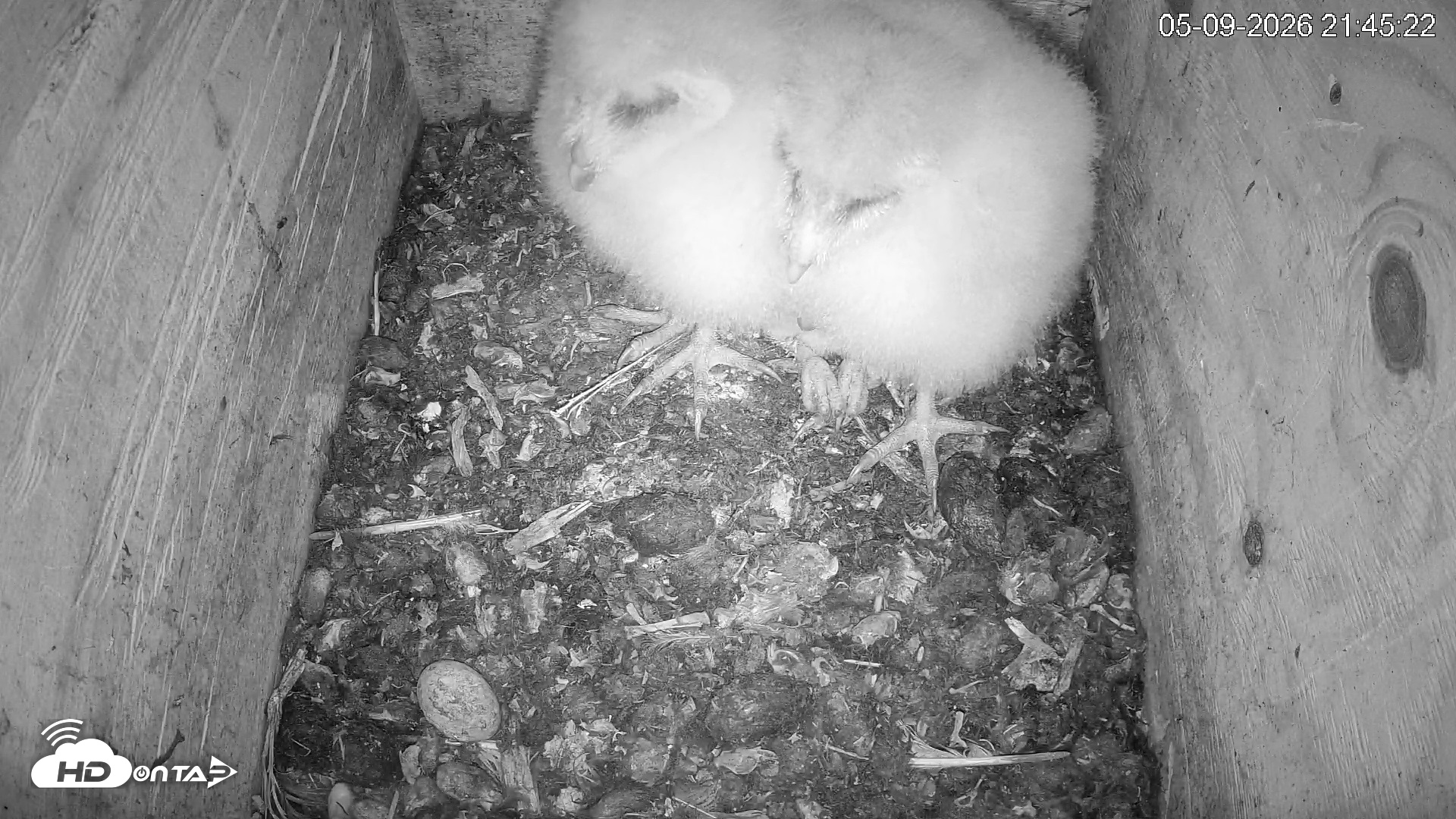 Snapshot of North Carolina Barn Owls Live Cam taken May 9, 2026, 9:48pm EDT