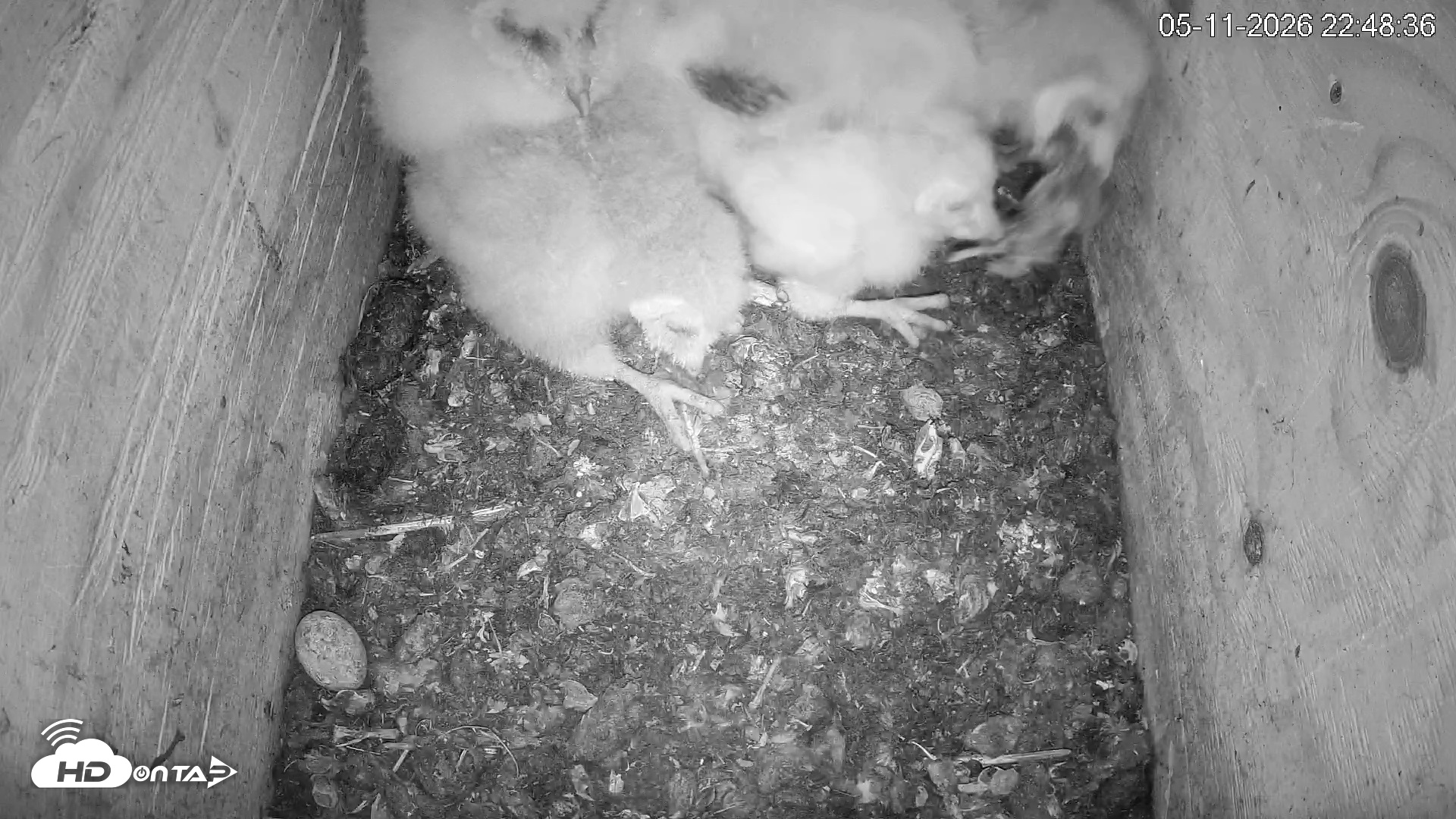 Snapshot of North Carolina Barn Owls Live Cam taken May 11, 2026, 10:49pm EDT