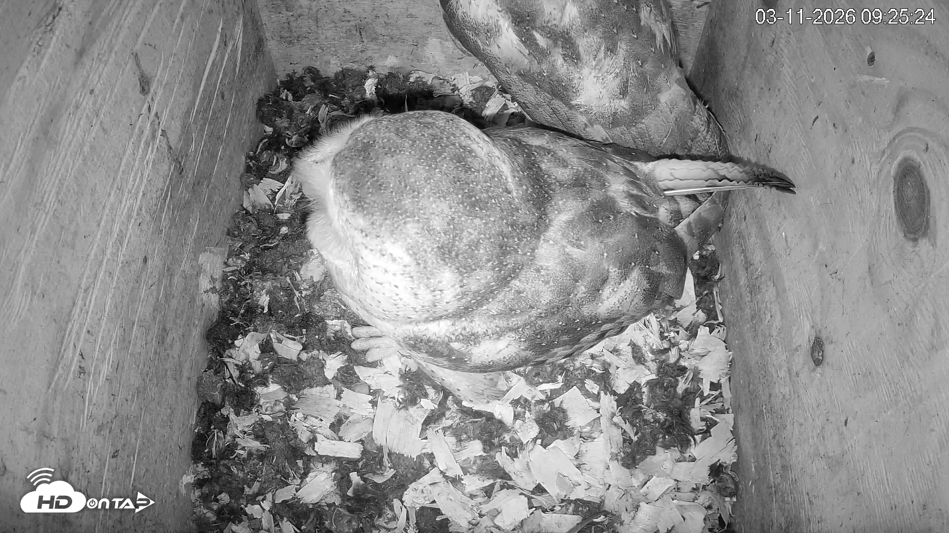Snapshot of North Carolina Barn Owls Live Cam taken Mar 11, 2026, 9:26am EDT