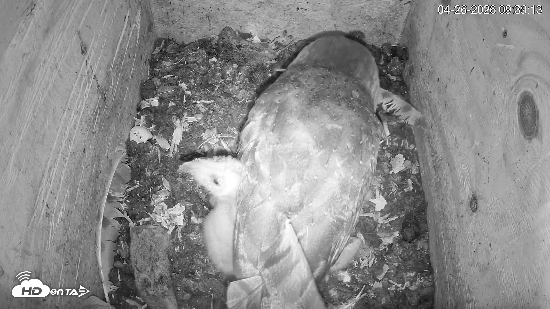 Snapshot of North Carolina Barn Owls Live Cam taken Apr 26, 2026, 9:39am EDT