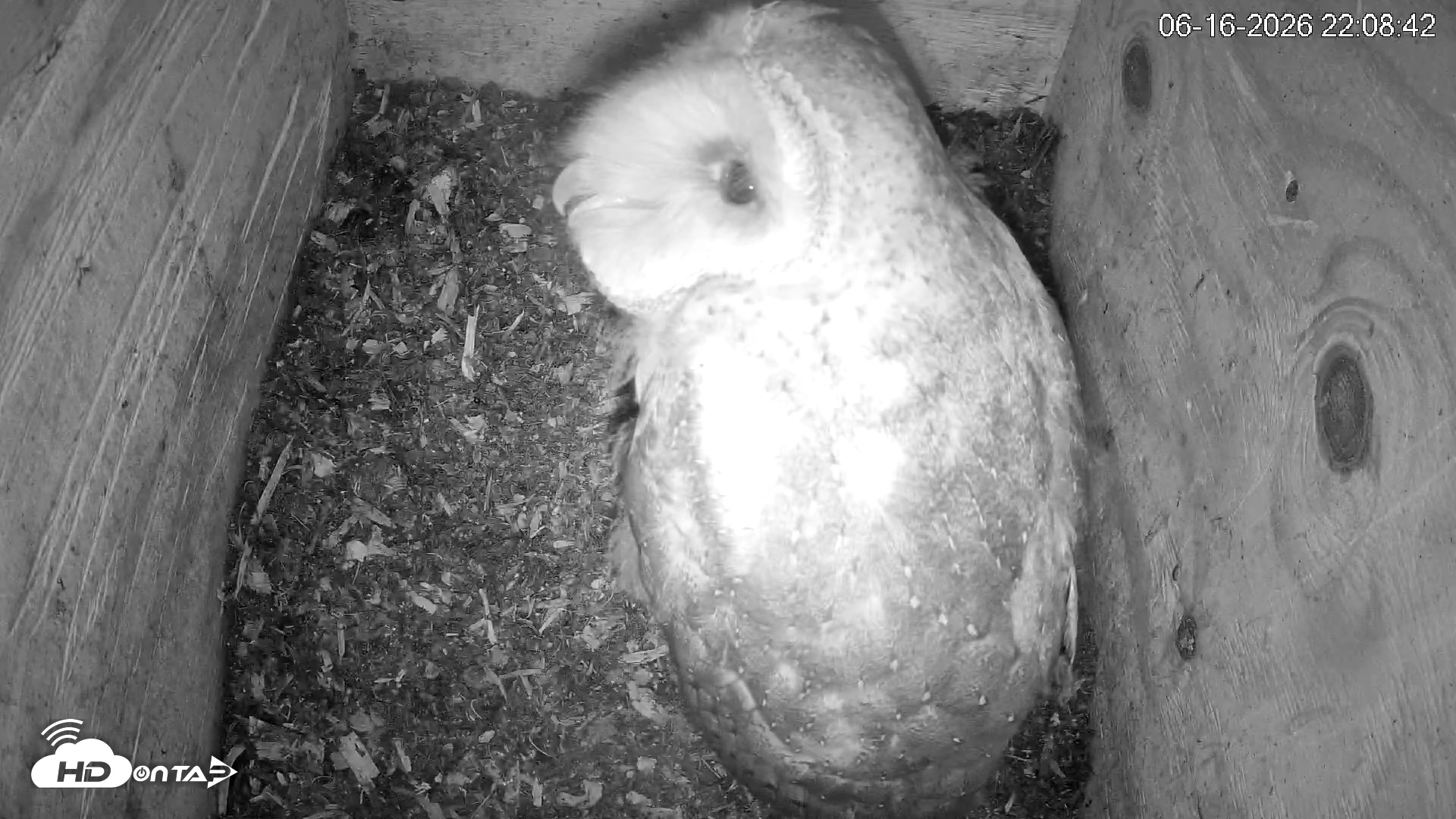 Snapshot of North Carolina Barn Owls Live Cam taken Jun 16, 2026, 10:09pm EDT