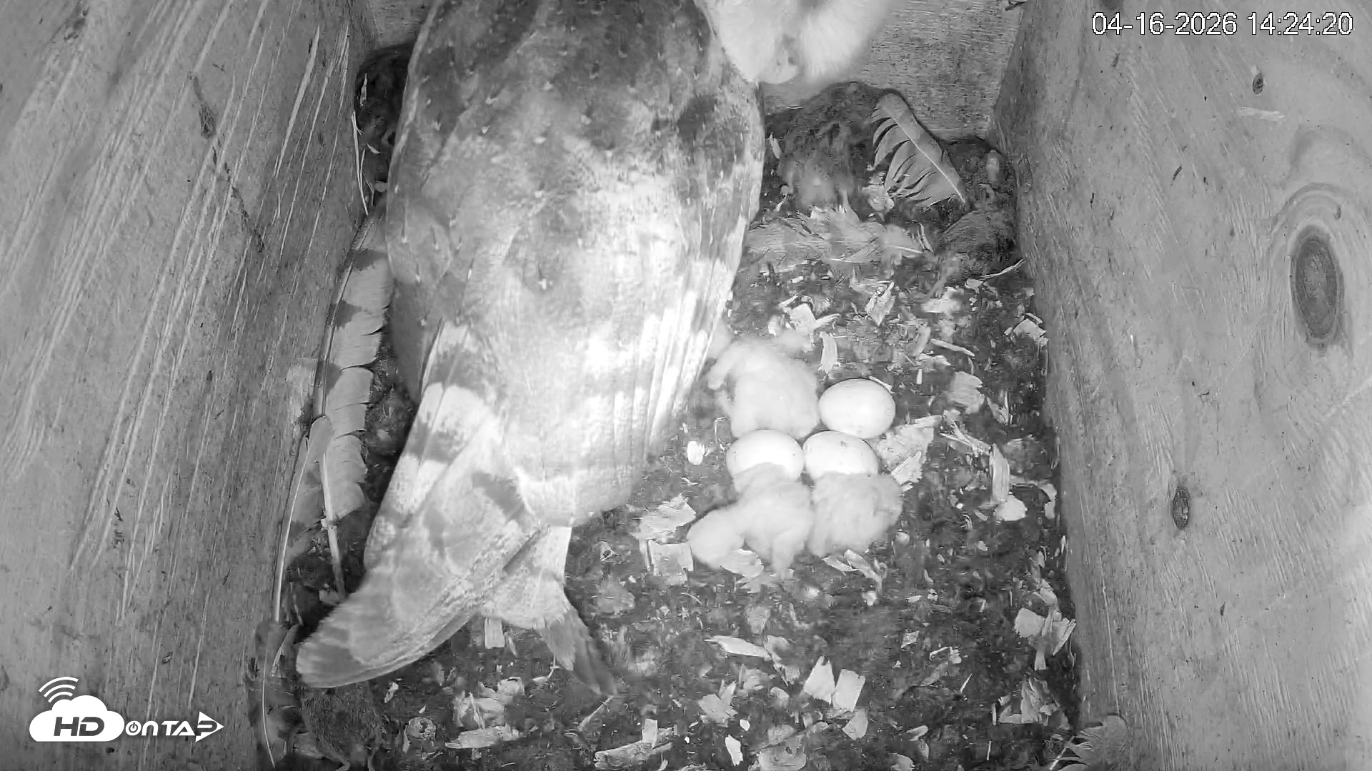 Snapshot of North Carolina Barn Owls Live Cam taken Apr 16, 2026, 2:25pm EDT