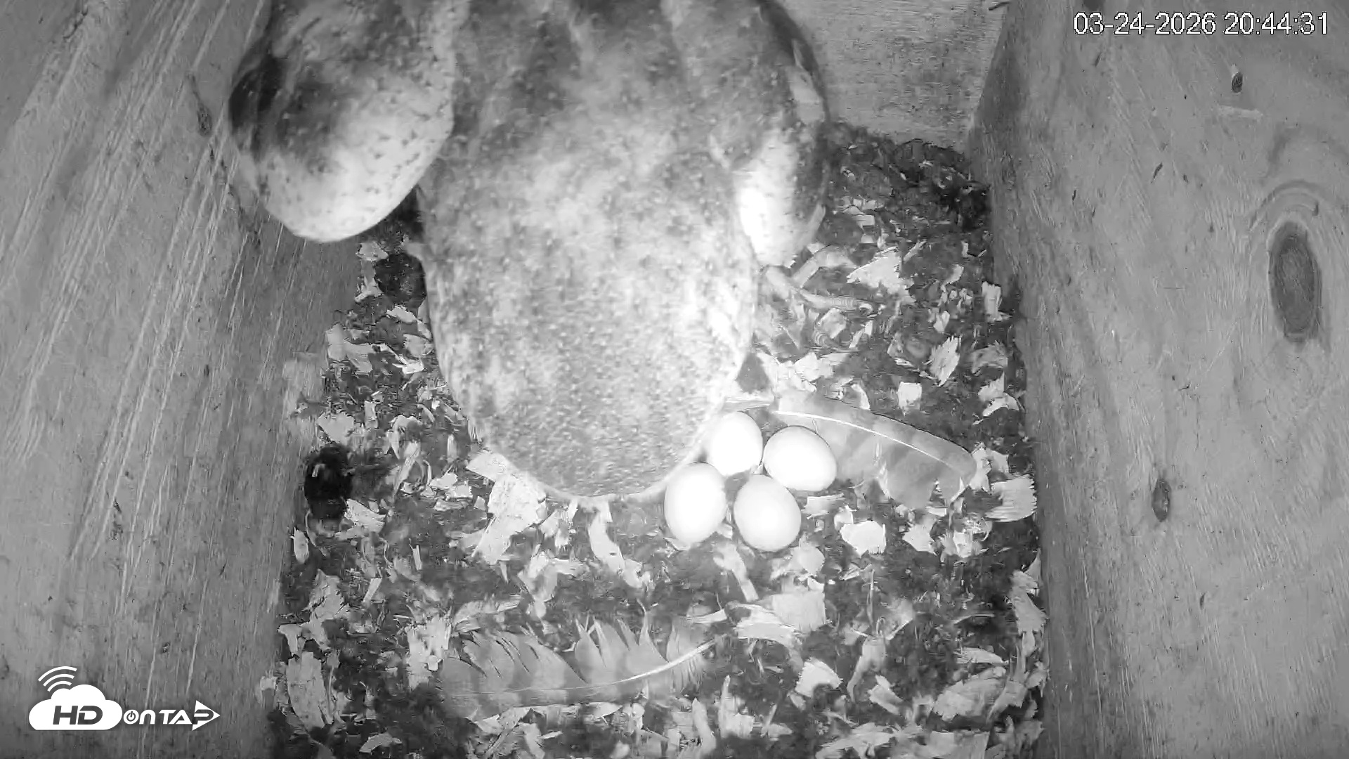 Snapshot of North Carolina Barn Owls Live Cam taken Mar 24, 2026, 8:45pm EDT