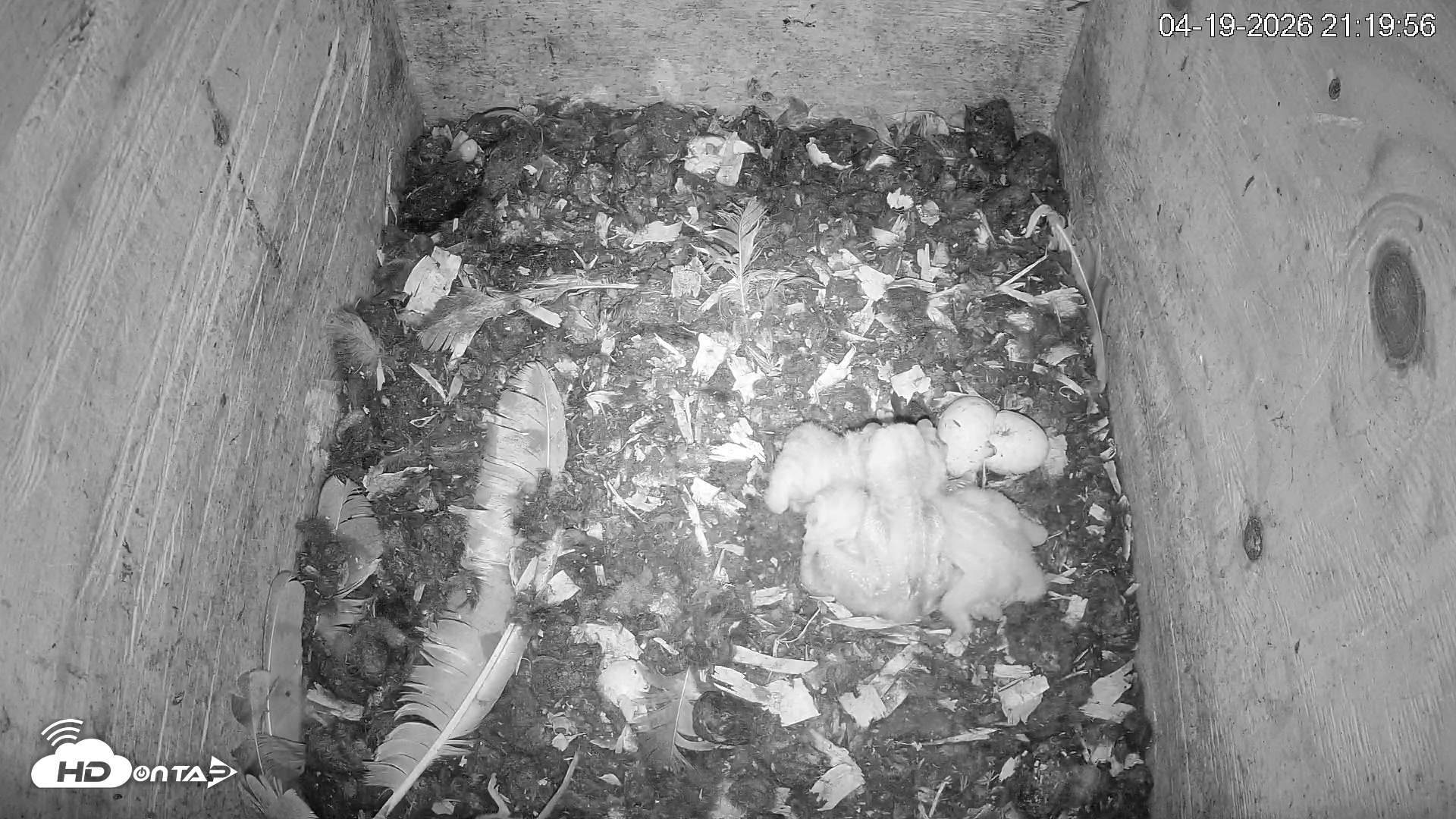 Snapshot of North Carolina Barn Owls Live Cam taken Apr 19, 2026, 9:21pm EDT