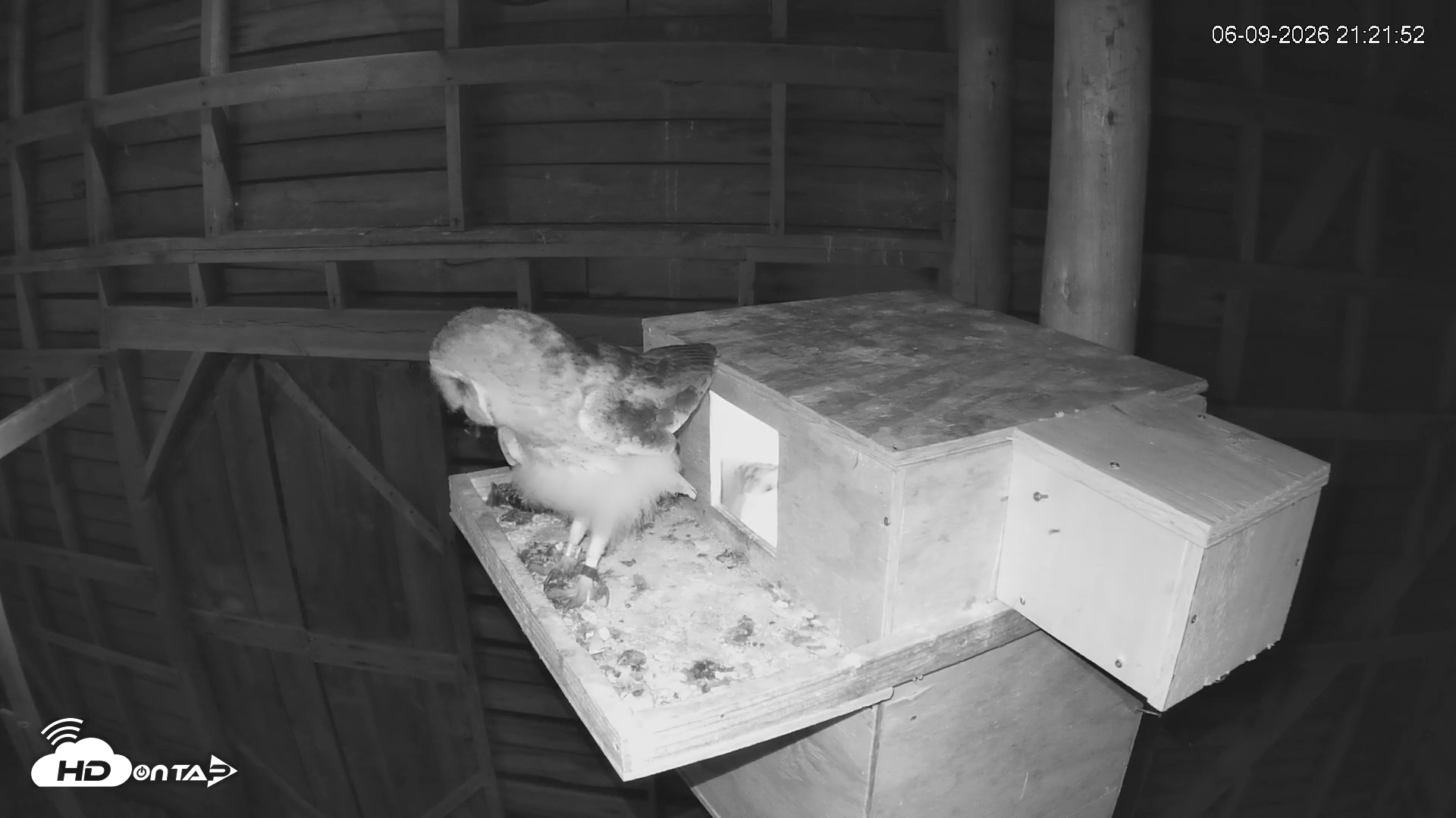 Snapshot of North Carolina Barn Owls Live Cam taken Jun 9, 2026, 9:22pm EDT