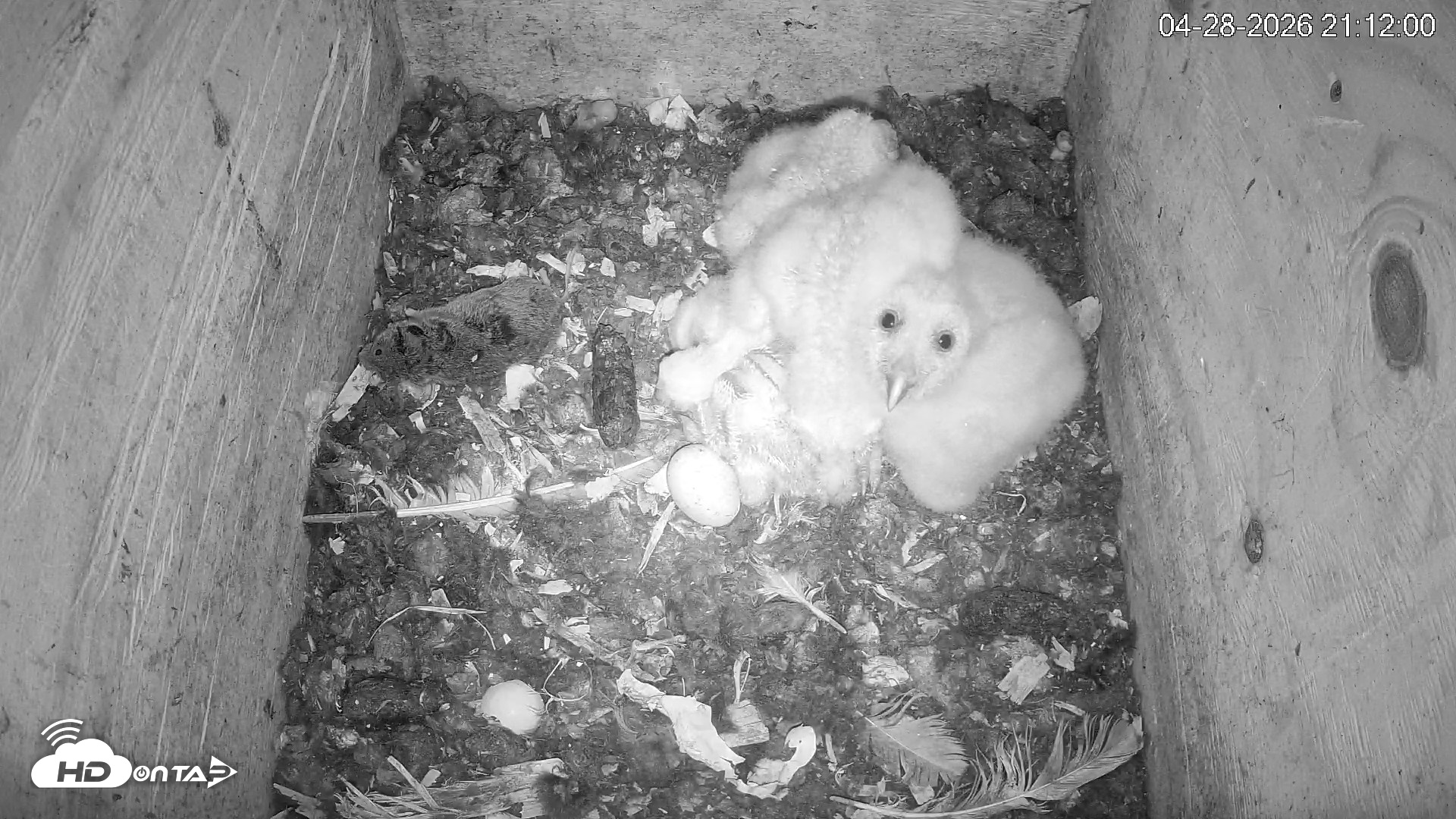 Snapshot of North Carolina Barn Owls Live Cam taken Apr 28, 2026, 9:14pm EDT