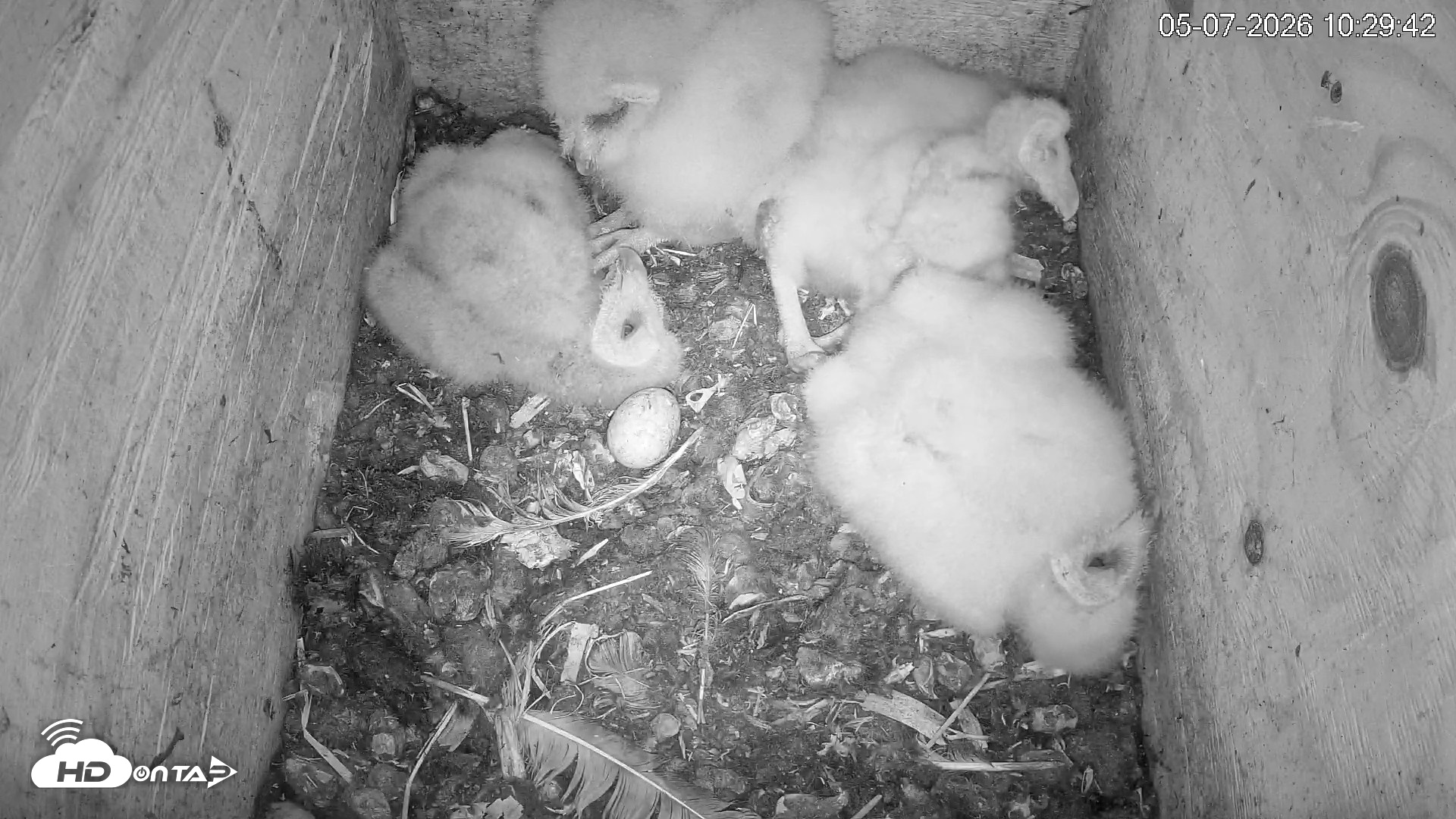 Snapshot of North Carolina Barn Owls Live Cam taken May 7, 2026, 10:30am EDT