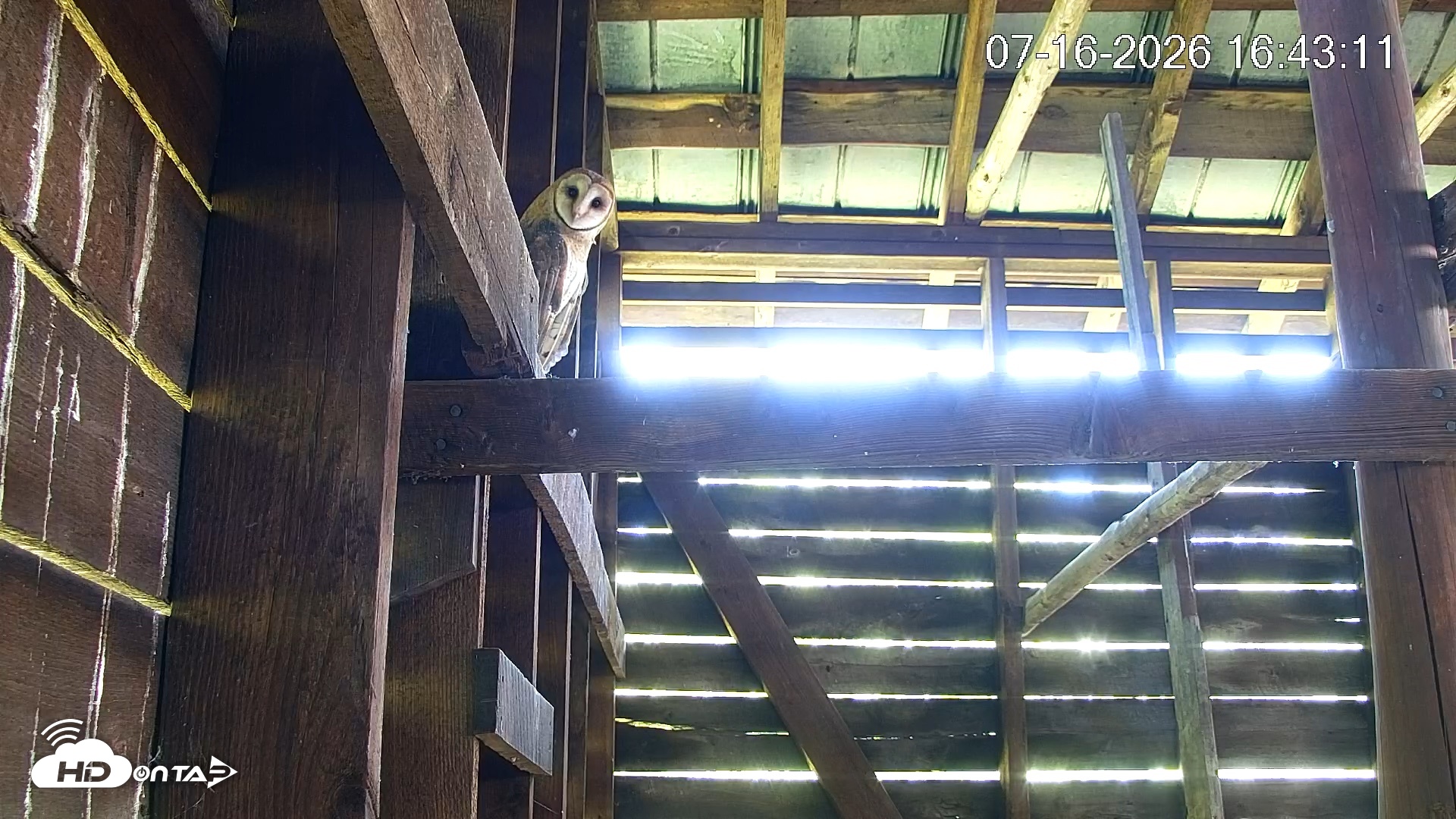Snapshot of North Carolina Barn Owls Live Cam taken Jul 16, 2026, 4:43pm EDT