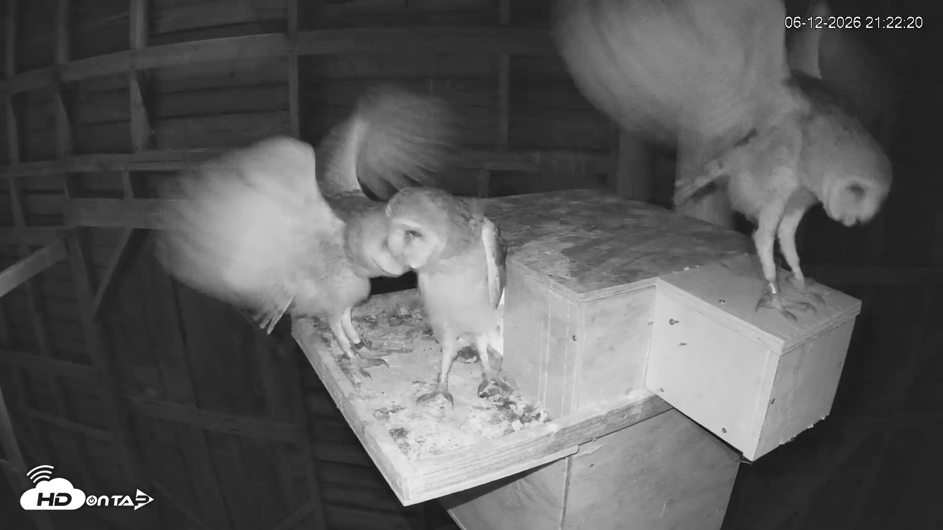 Snapshot of North Carolina Barn Owls Live Cam taken Jun 12, 2026, 9:23pm EDT
