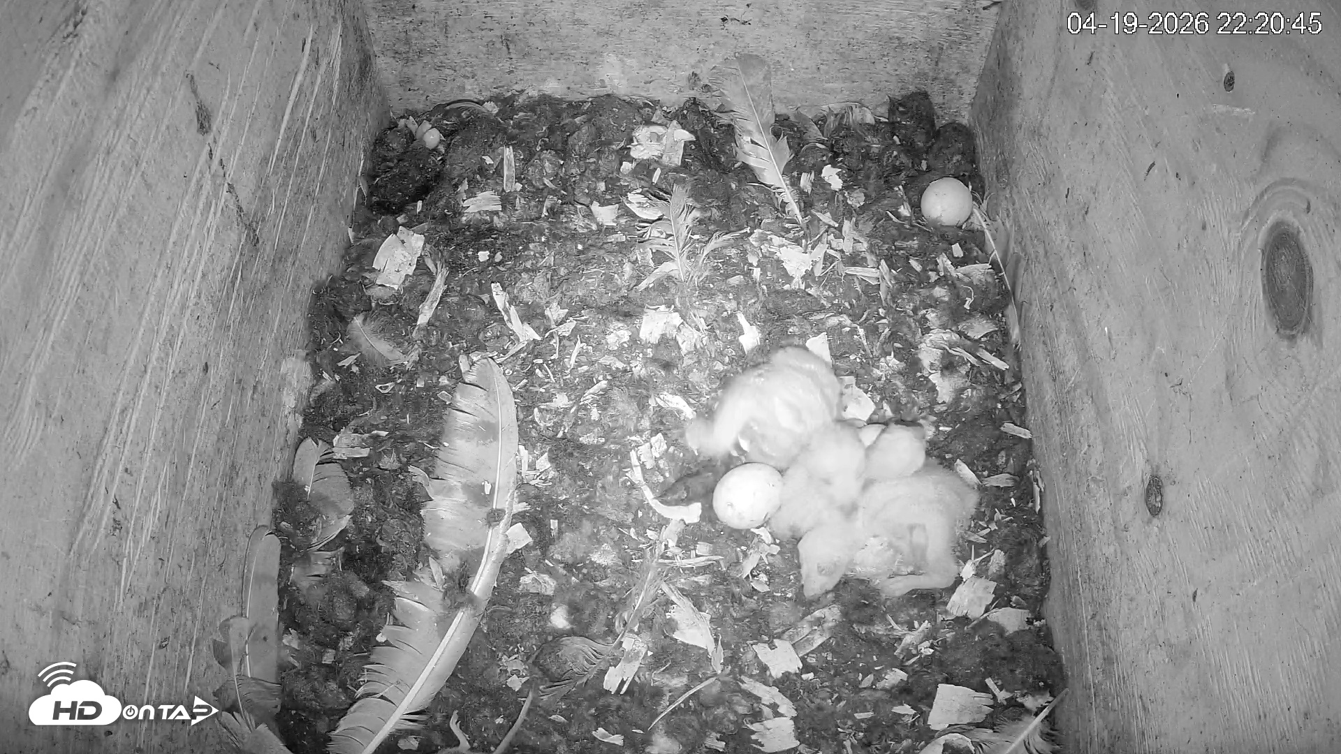 Snapshot of North Carolina Barn Owls Live Cam taken Apr 19, 2026, 10:21pm EDT