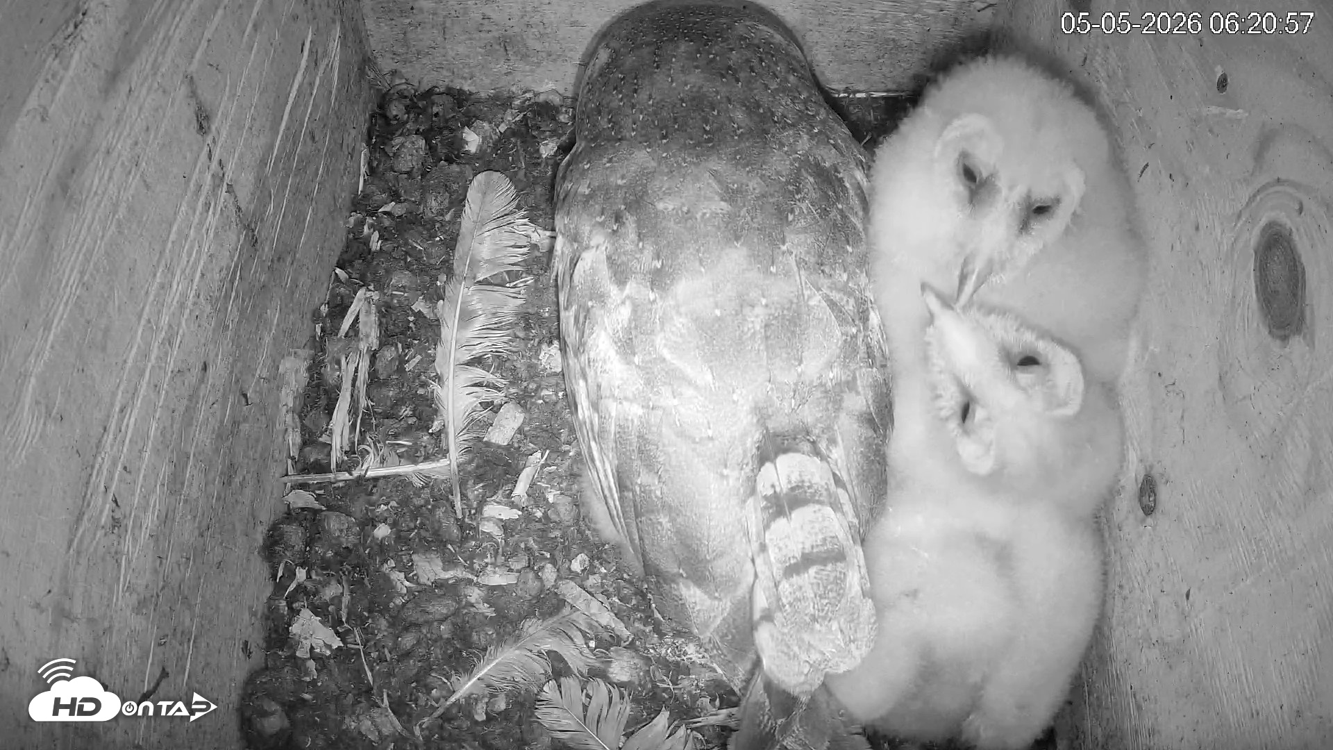 Snapshot of North Carolina Barn Owls Live Cam taken May 5, 2026, 6:21am EDT