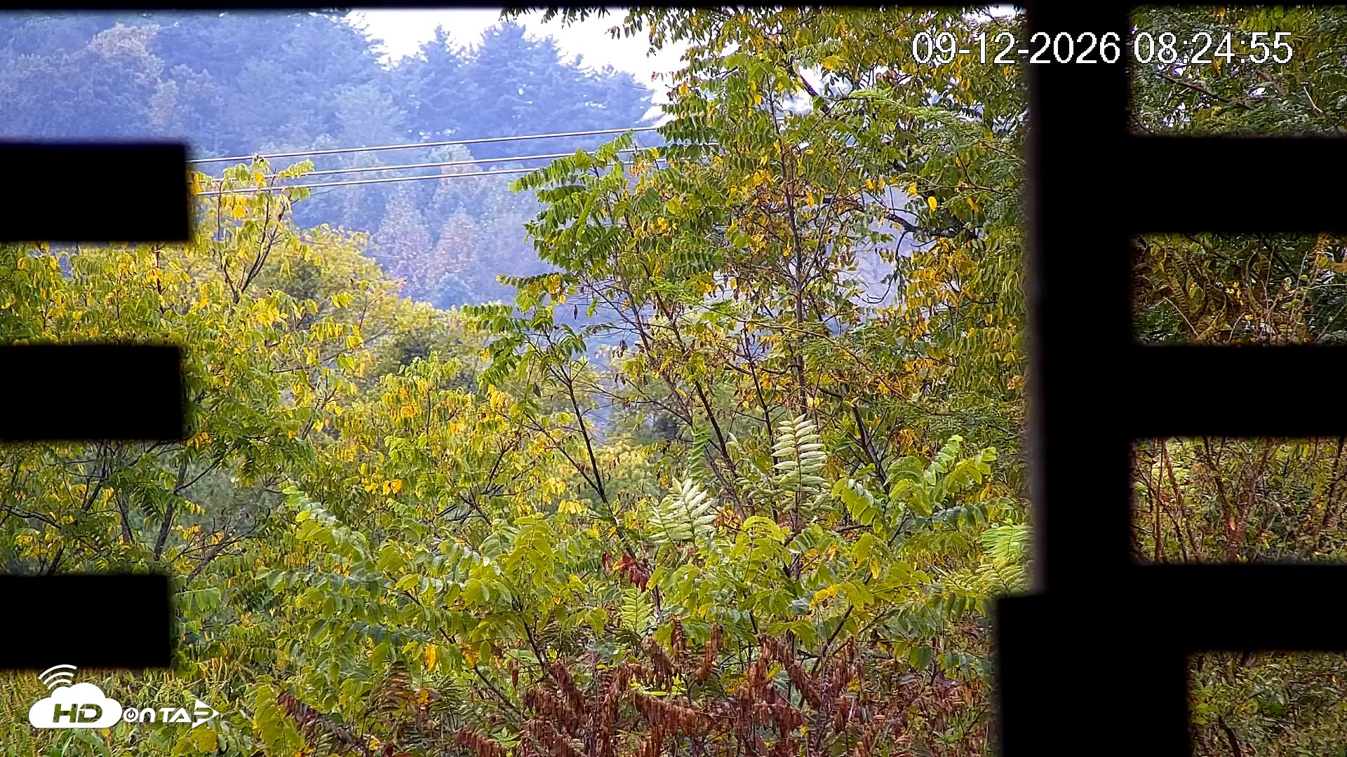 Snapshot of North Carolina Barn Owls Live Cam taken Sep 12, 2026, 8:25am EDT