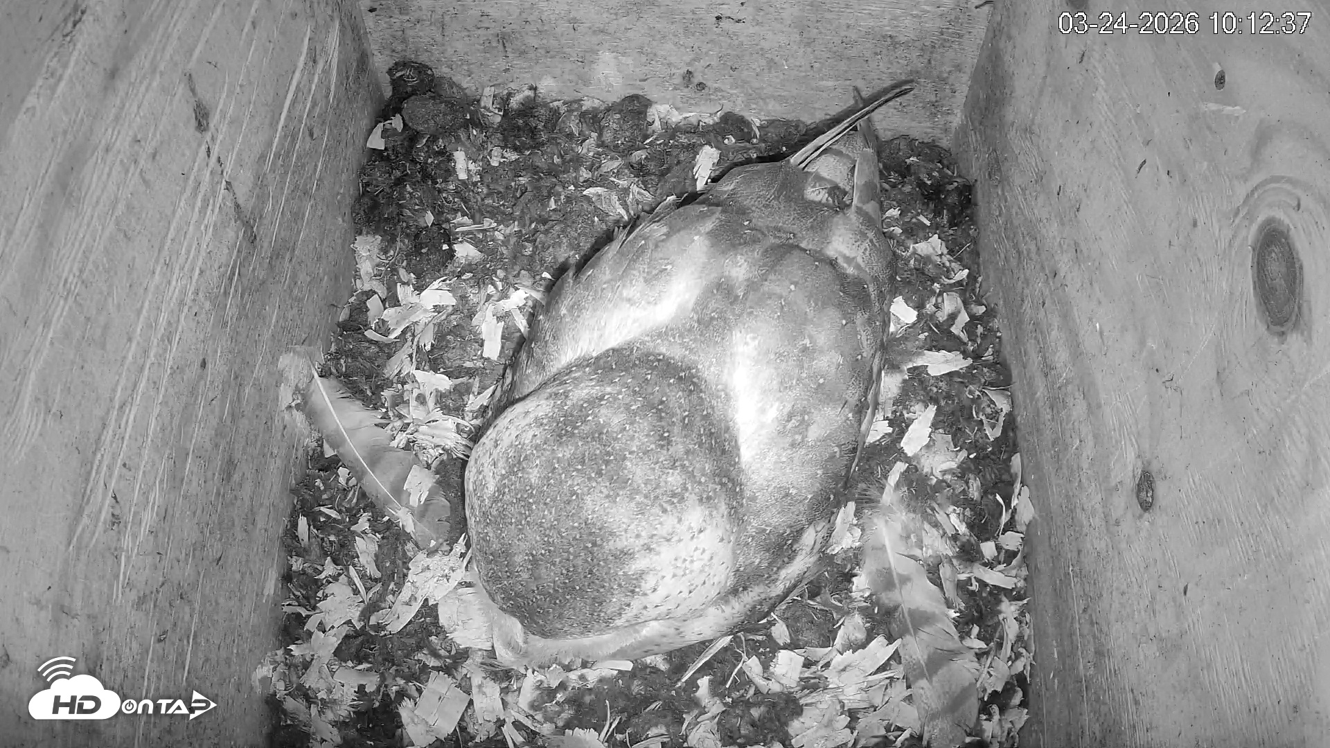 Snapshot of North Carolina Barn Owls Live Cam taken Mar 24, 2026, 10:13am EDT