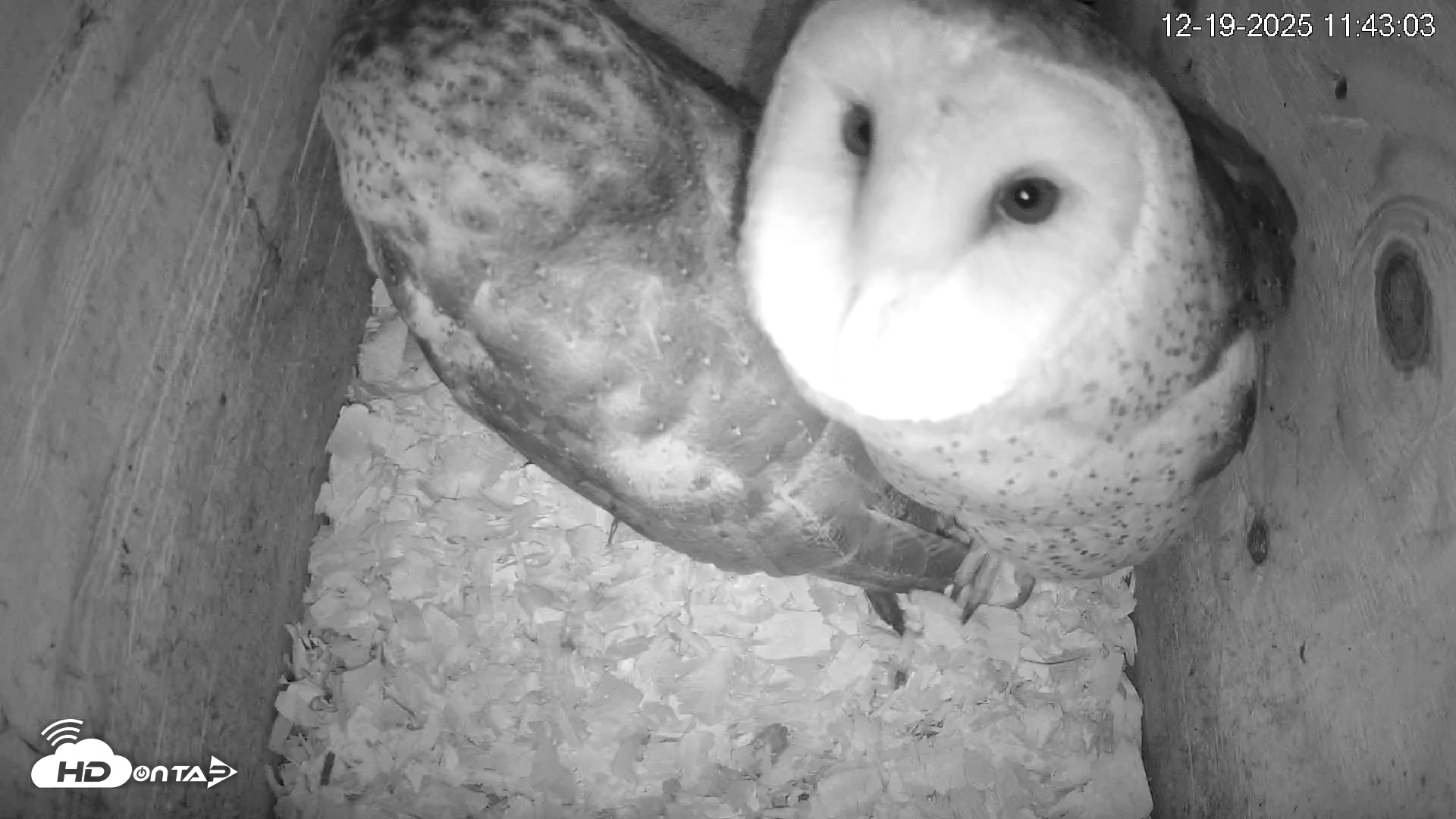 Snapshot of North Carolina Barn Owls Live Cam taken Dec 19, 2025, 11:43am EST