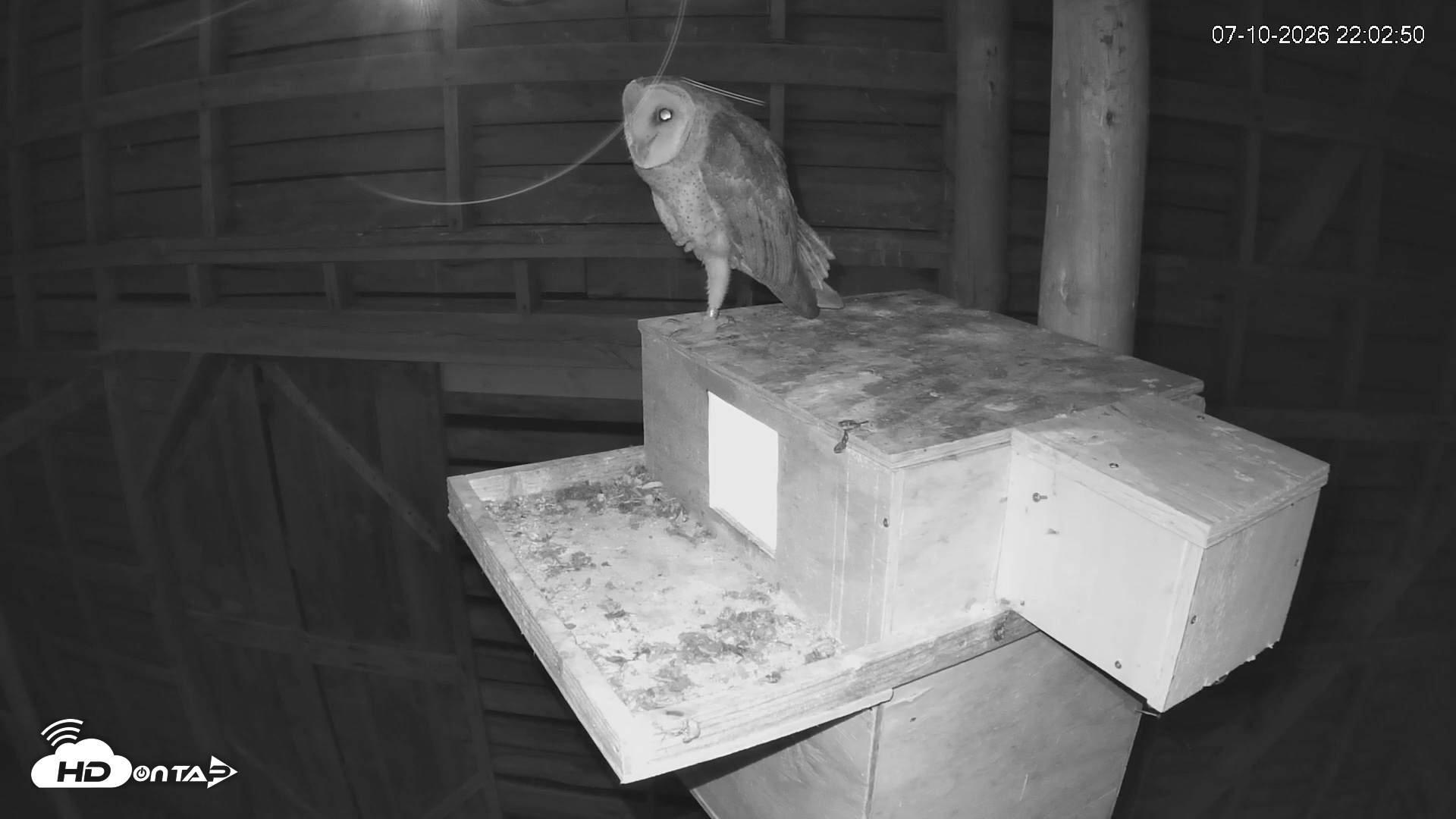 Snapshot of North Carolina Barn Owls Live Cam taken Jul 10, 2026, 10:03pm EDT