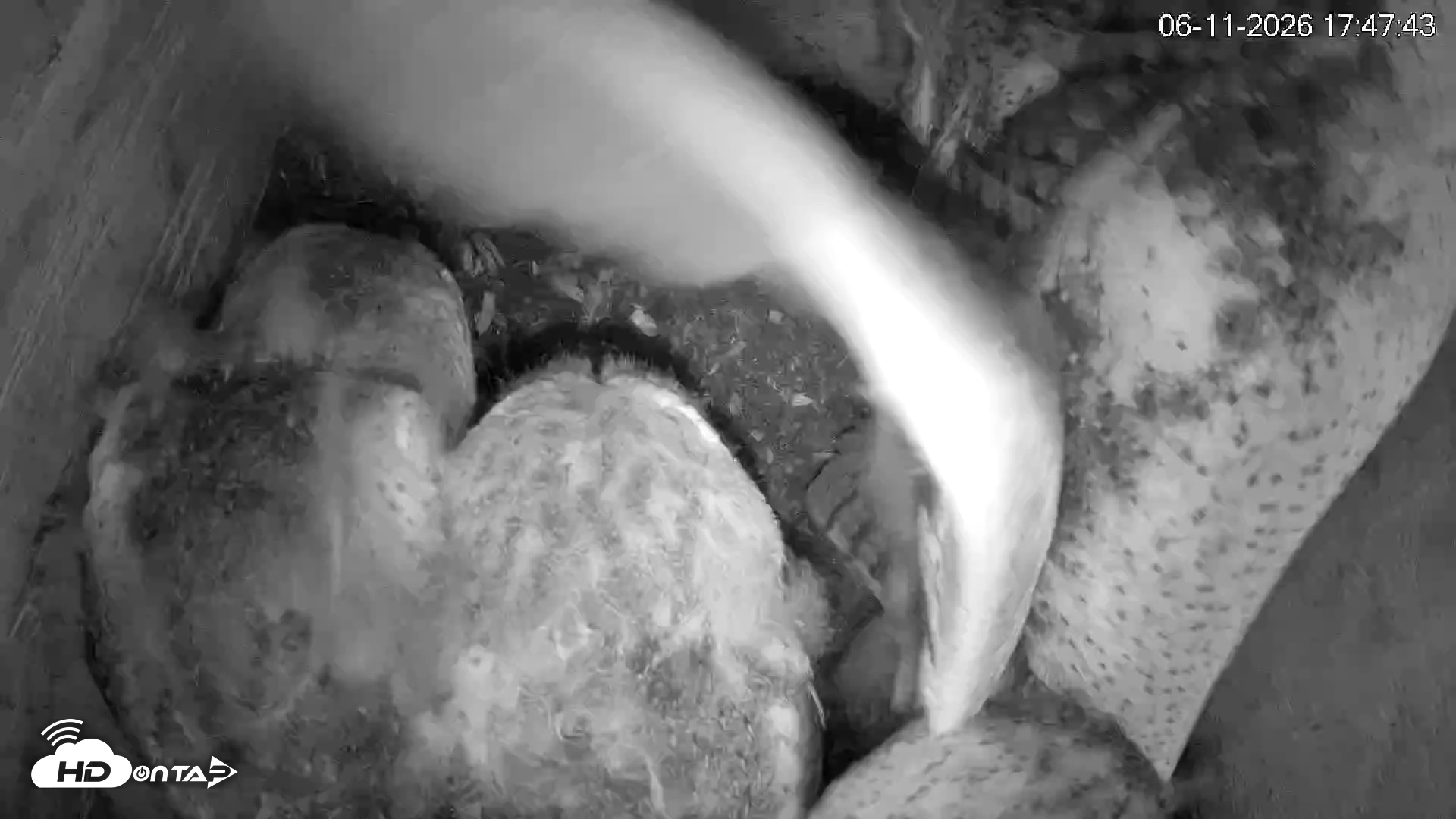 Snapshot of North Carolina Barn Owls Live Cam taken Jun 11, 2026, 5:48pm EDT