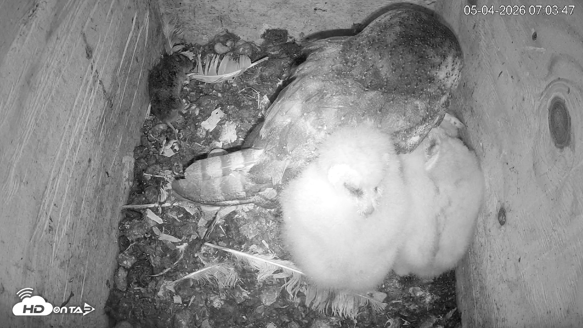 Snapshot of North Carolina Barn Owls Live Cam taken May 4, 2026, 7:04am EDT