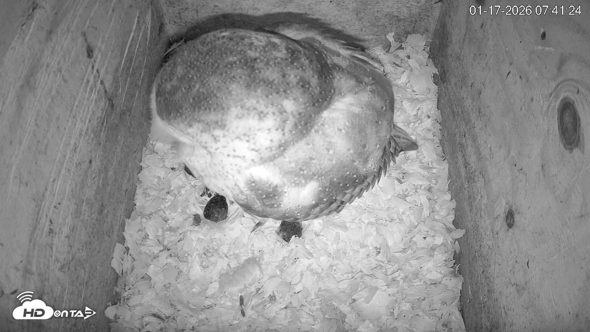 Snapshot of North Carolina Barn Owls Live Cam taken Jan 17, 2026, 7:42am EST