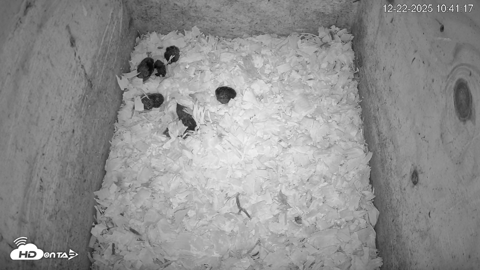 Snapshot of North Carolina Barn Owls Live Cam taken Dec 22, 2025, 10:41am EST