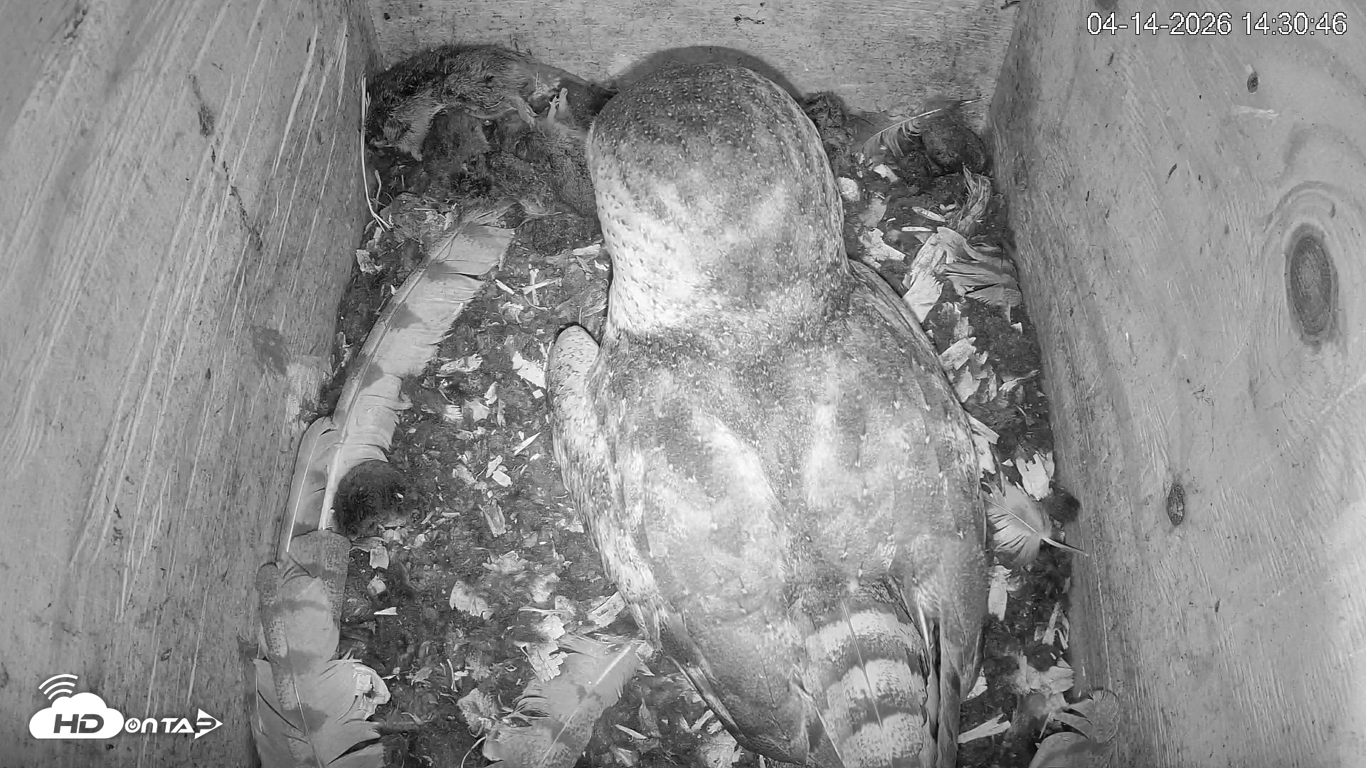 Snapshot of North Carolina Barn Owls Live Cam taken Apr 14, 2026, 2:32pm EDT