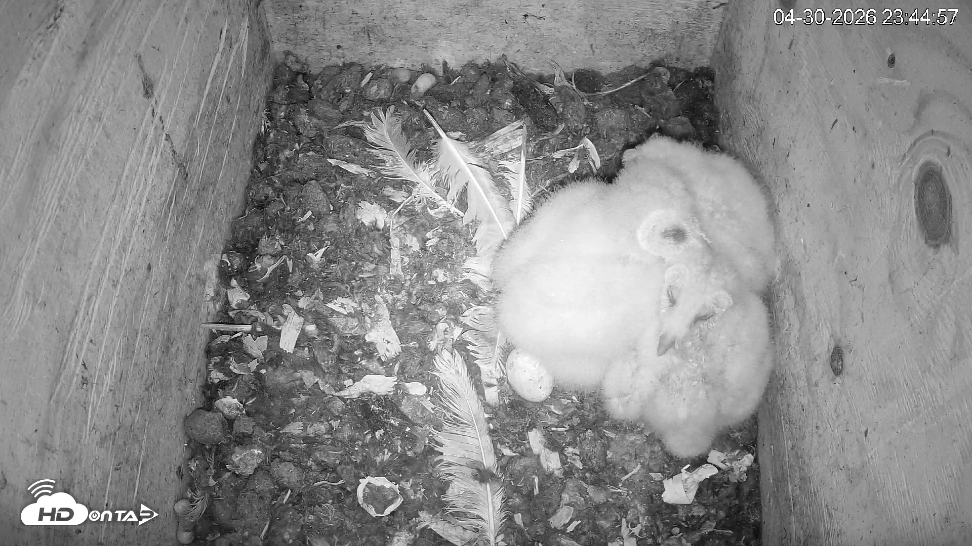 Snapshot of North Carolina Barn Owls Live Cam taken Apr 30, 2026, 11:45pm EDT