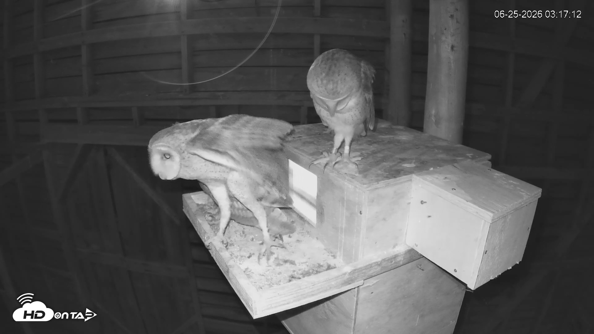 Snapshot of North Carolina Barn Owls Live Cam taken Jun 25, 2026, 3:18am EDT