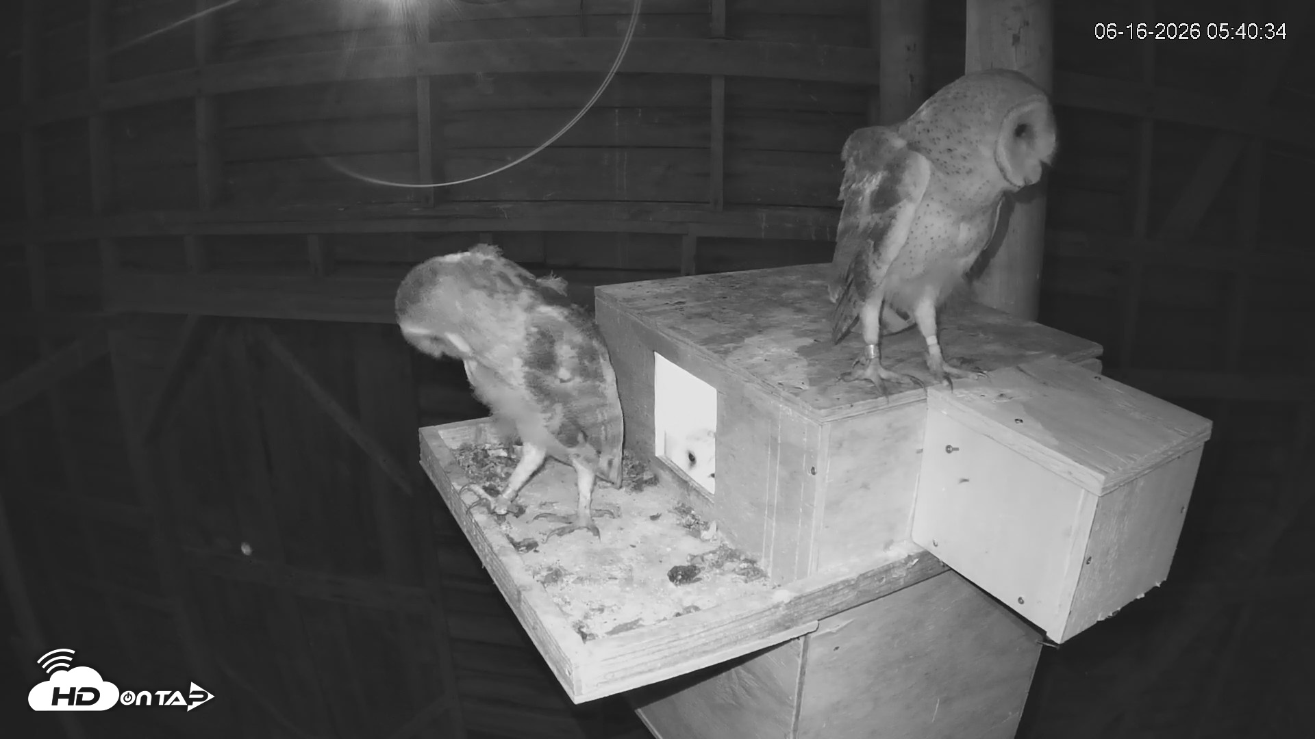 Snapshot of North Carolina Barn Owls Live Cam taken Jun 16, 2026, 5:41am EDT