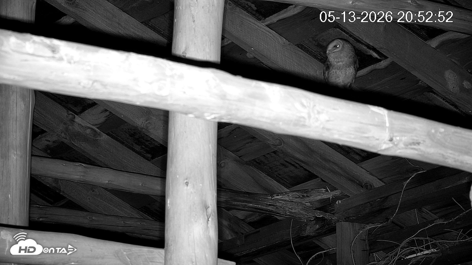 Snapshot of North Carolina Barn Owls Live Cam taken May 13, 2026, 8:53pm EDT