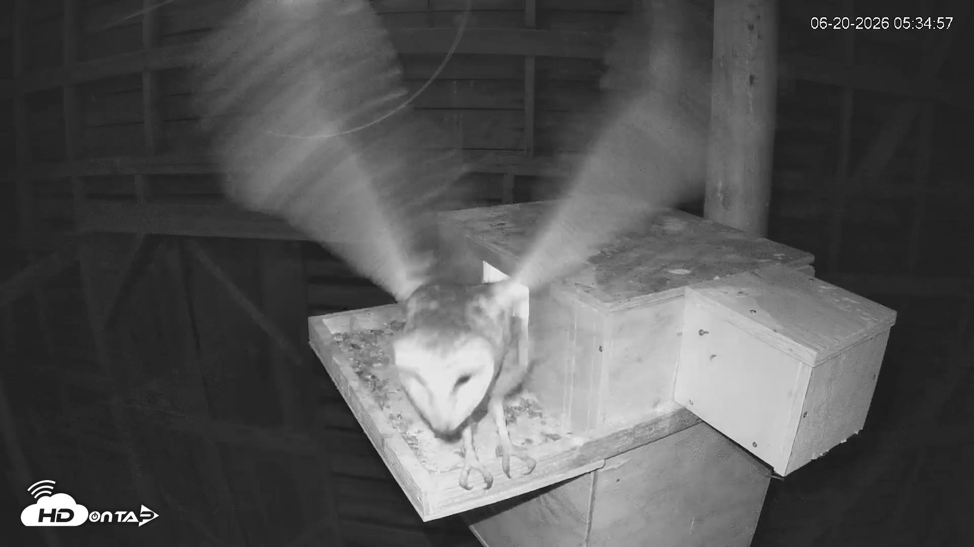 Snapshot of North Carolina Barn Owls Live Cam taken Jun 20, 2026, 5:36am EDT