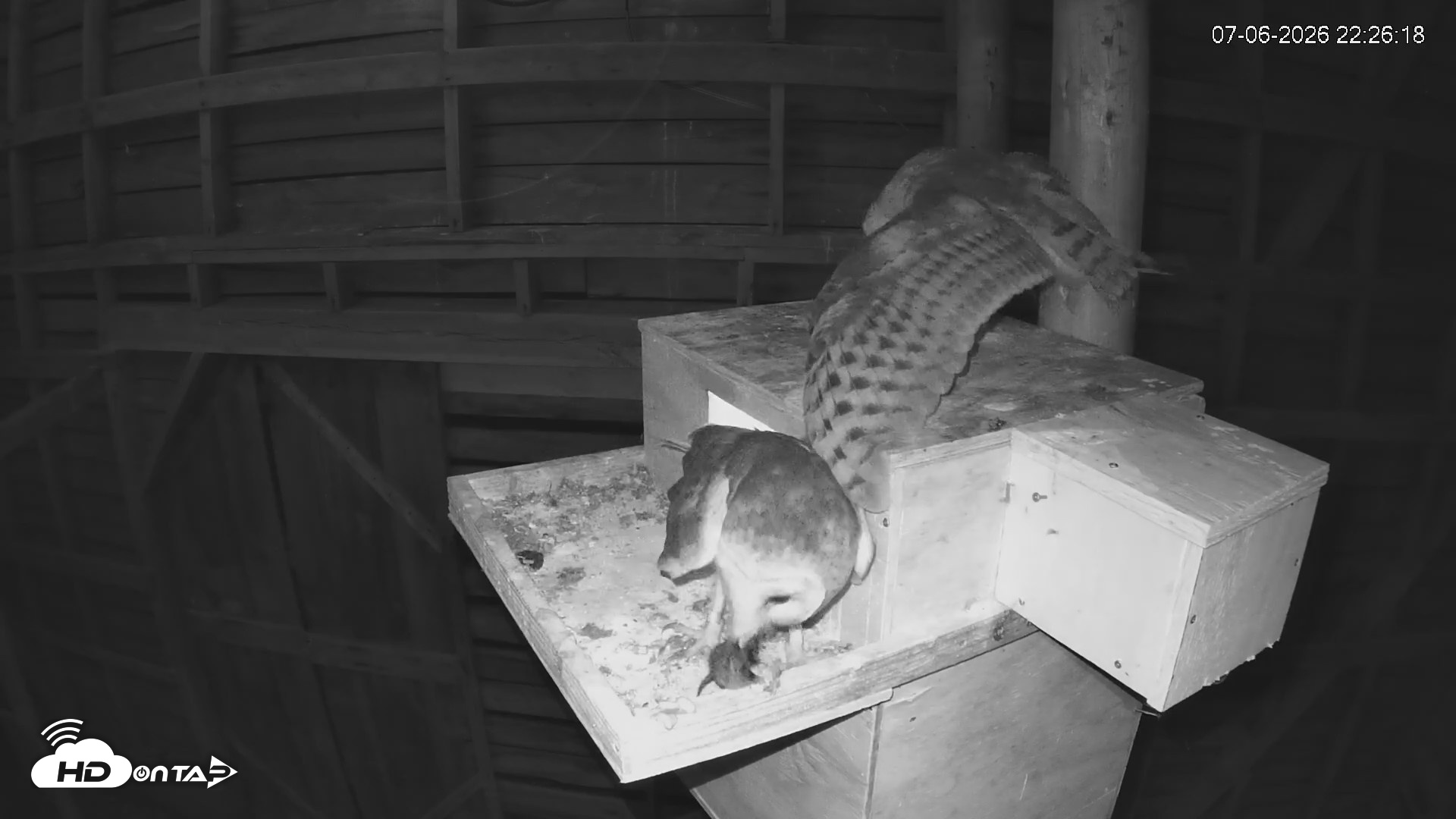 Snapshot of North Carolina Barn Owls Live Cam taken Jul 6, 2026, 10:27pm EDT