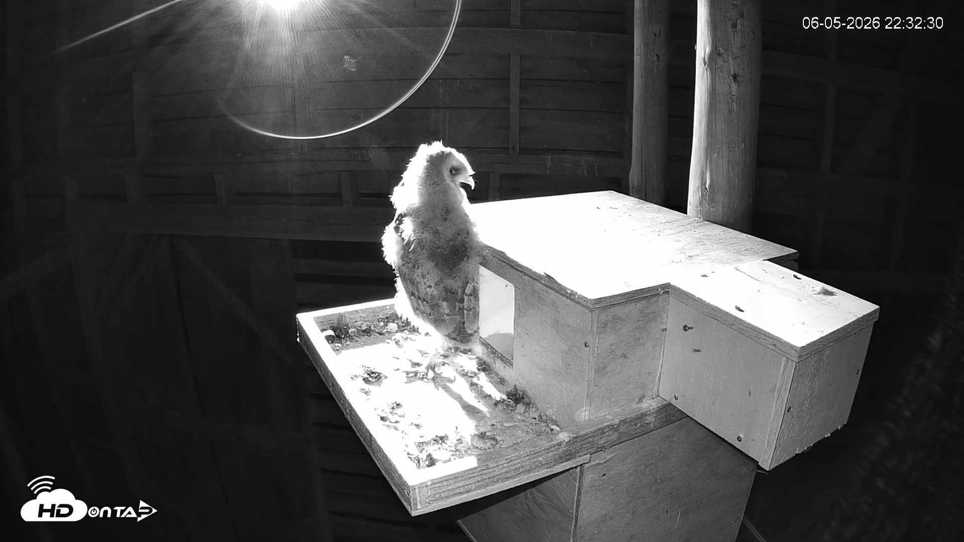 Snapshot of North Carolina Barn Owls Live Cam taken Jun 5, 2026, 10:33pm EDT
