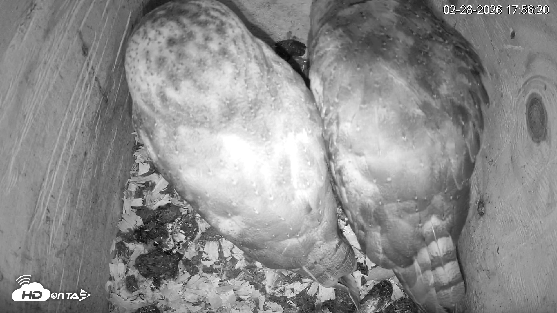 Snapshot of North Carolina Barn Owls Live Cam taken Feb 28, 2026, 5:57pm EST