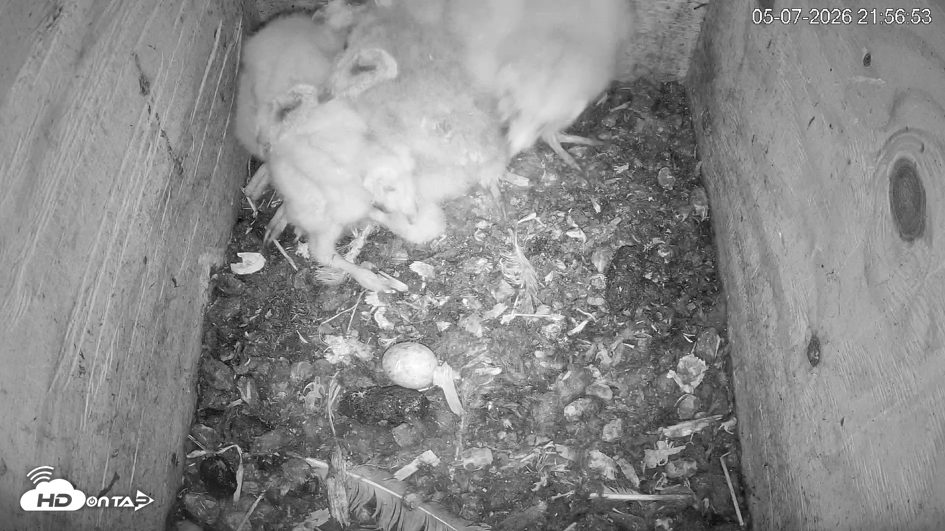 Snapshot of North Carolina Barn Owls Live Cam taken May 7, 2026, 9:57pm EDT