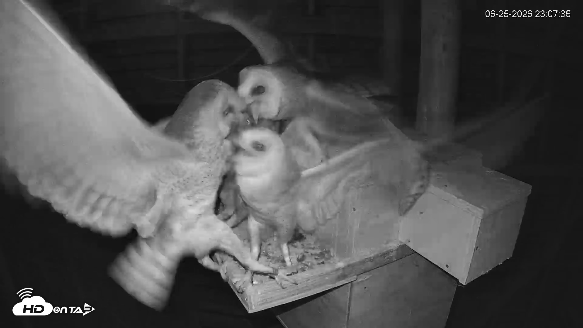 Snapshot of North Carolina Barn Owls Live Cam taken Jun 25, 2026, 11:09pm EDT