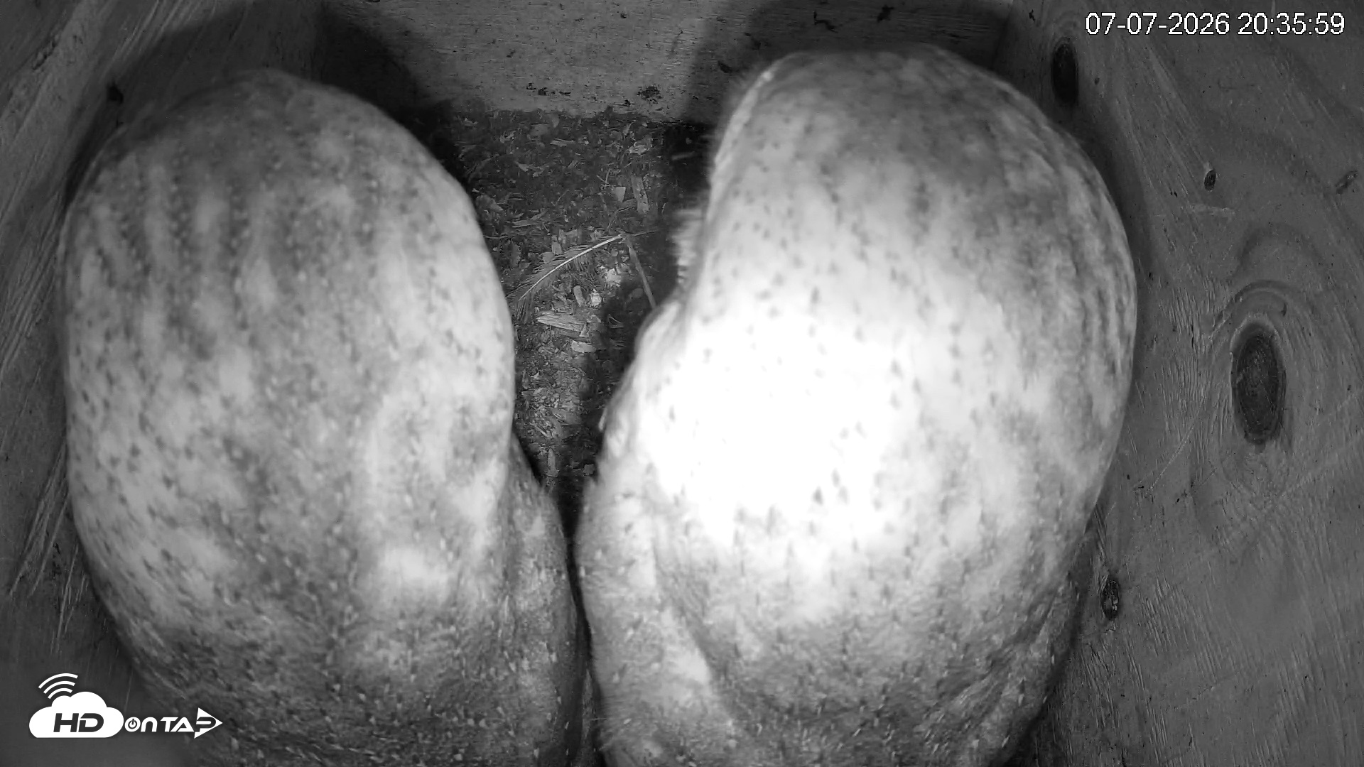 Snapshot of North Carolina Barn Owls Live Cam taken Jul 7, 2026, 8:36pm EDT