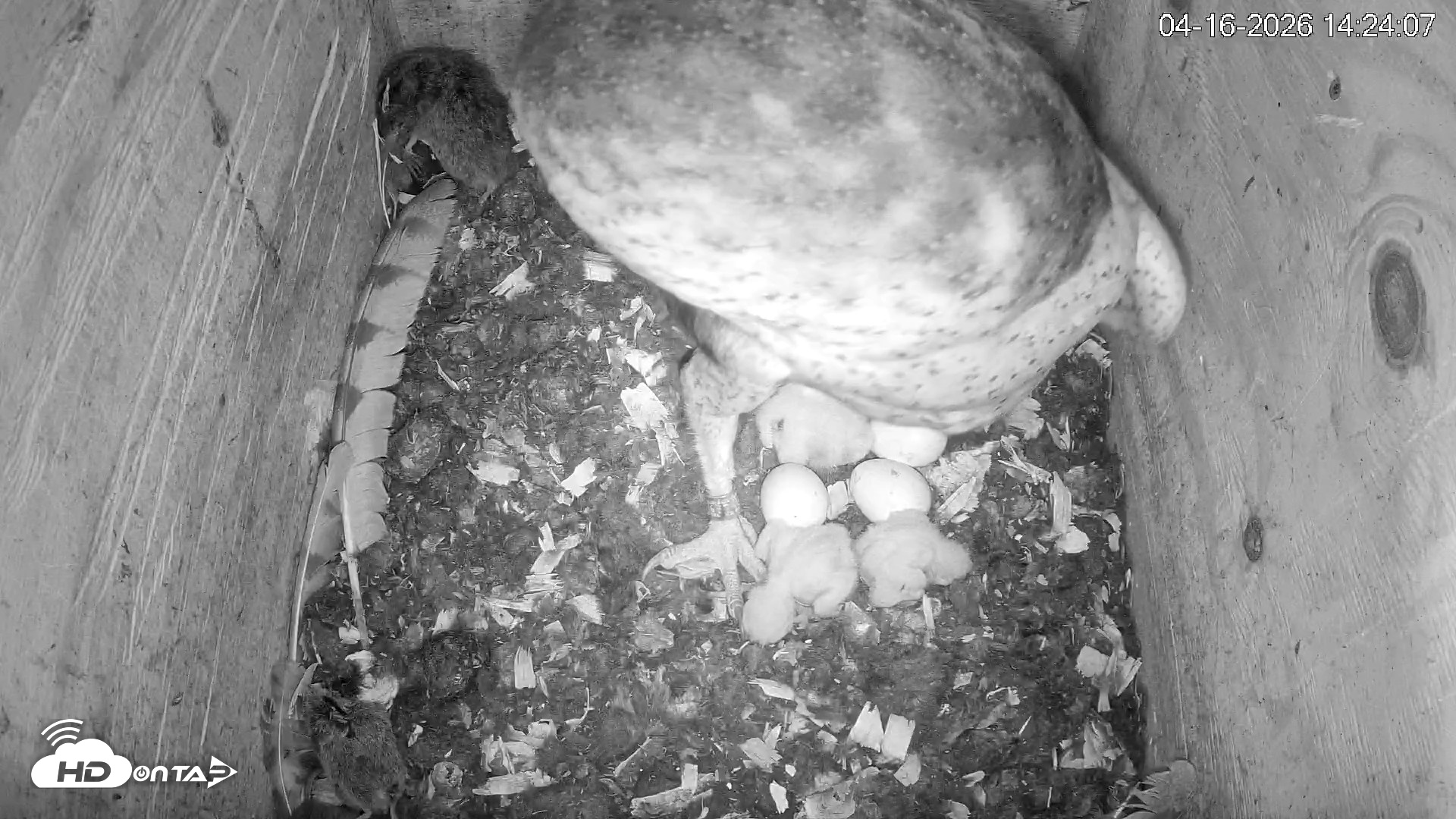 Snapshot of North Carolina Barn Owls Live Cam taken Apr 16, 2026, 2:25pm EDT