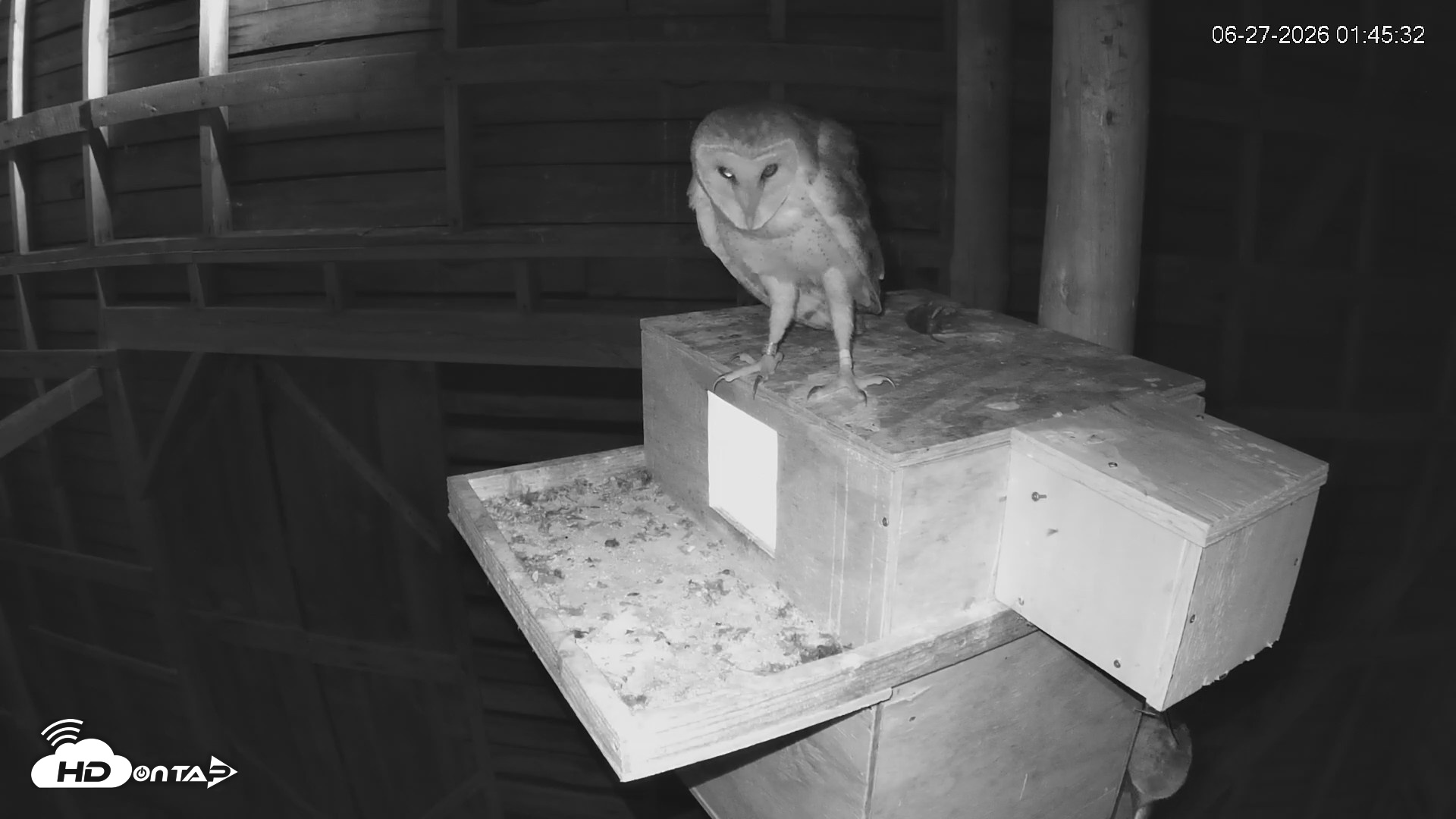 Snapshot of North Carolina Barn Owls Live Cam taken Jun 27, 2026, 1:48am EDT