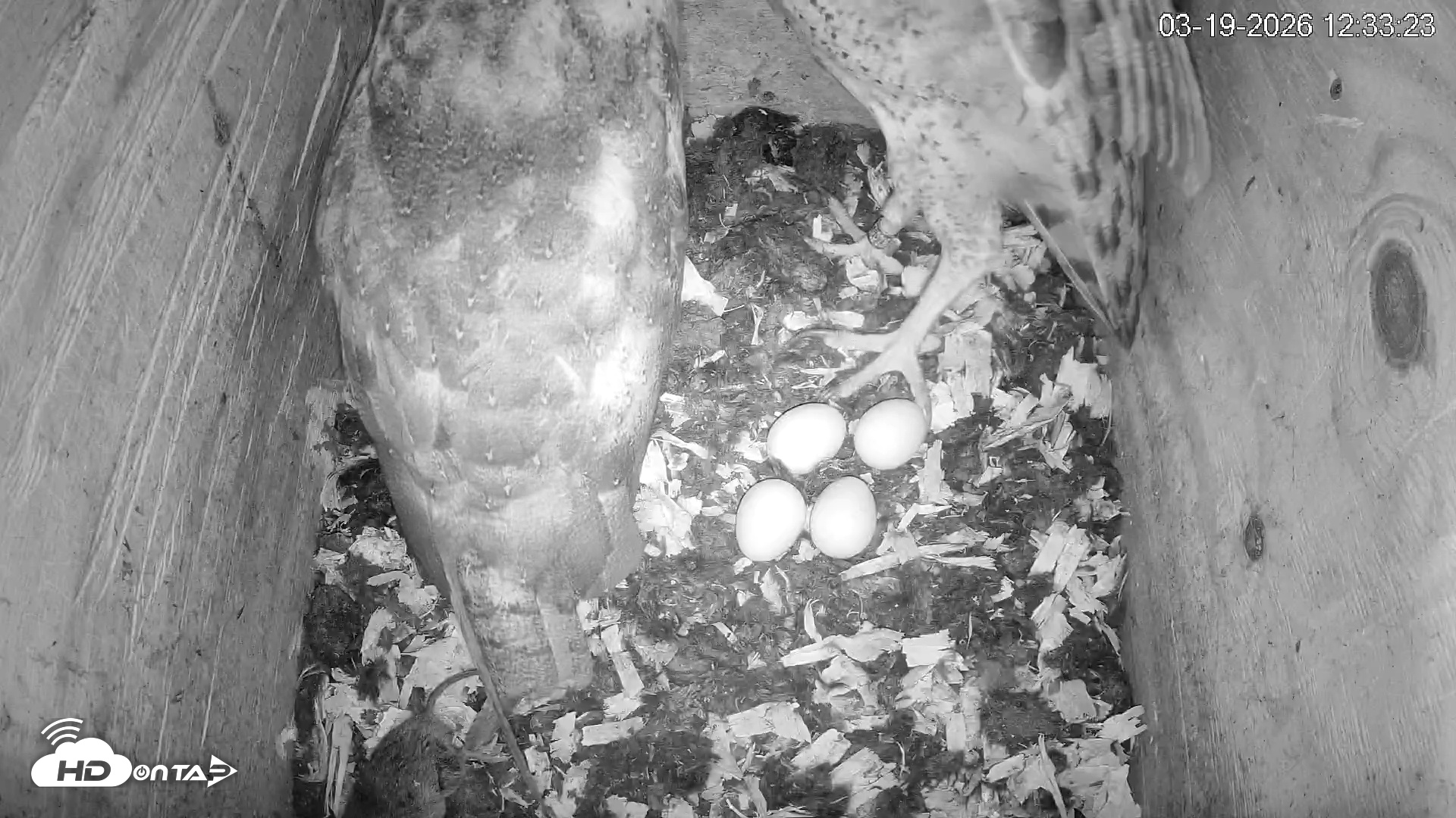 Snapshot of North Carolina Barn Owls Live Cam taken Mar 19, 2026, 12:35pm EDT