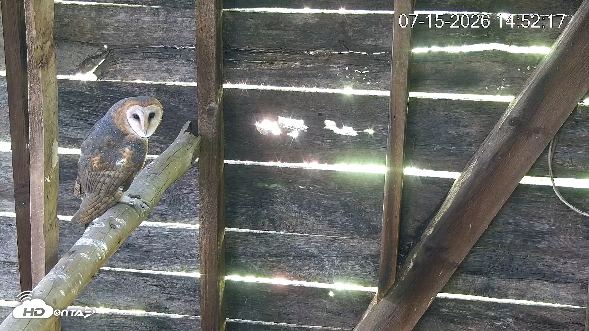 Snapshot of North Carolina Barn Owls Live Cam taken Jul 15, 2026, 2:55pm EDT