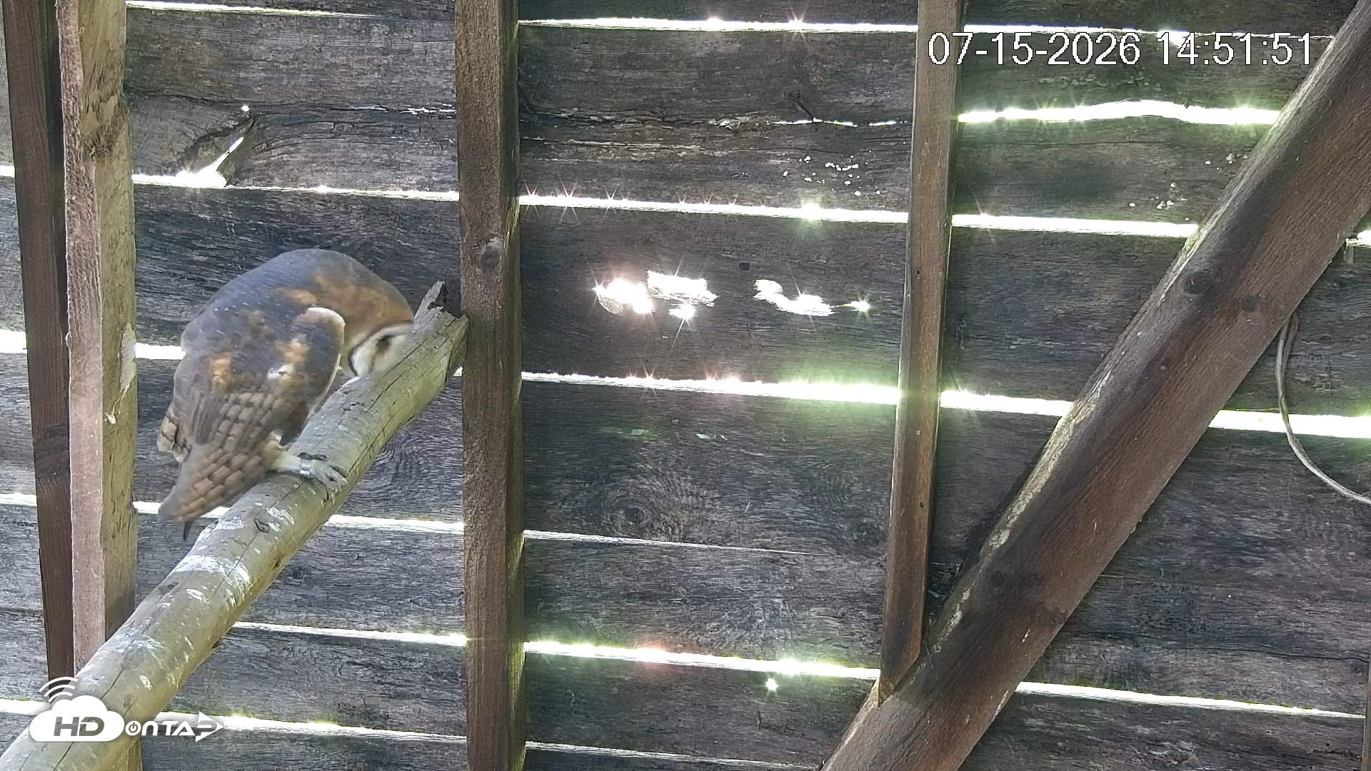 Snapshot of North Carolina Barn Owls Live Cam taken Jul 15, 2026, 2:52pm EDT